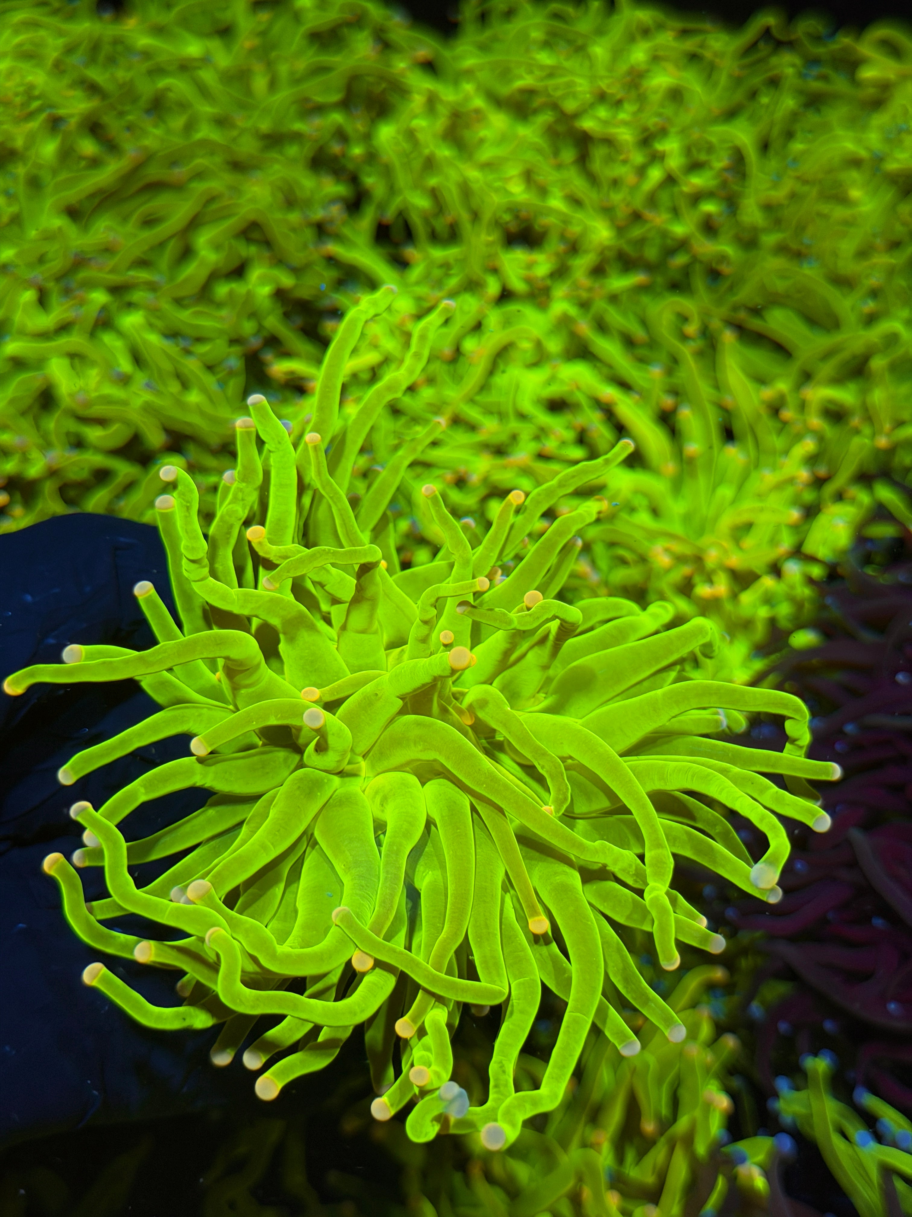 JEA Skittles Holy Grail Torch Coral 1 XXL Head 7/15