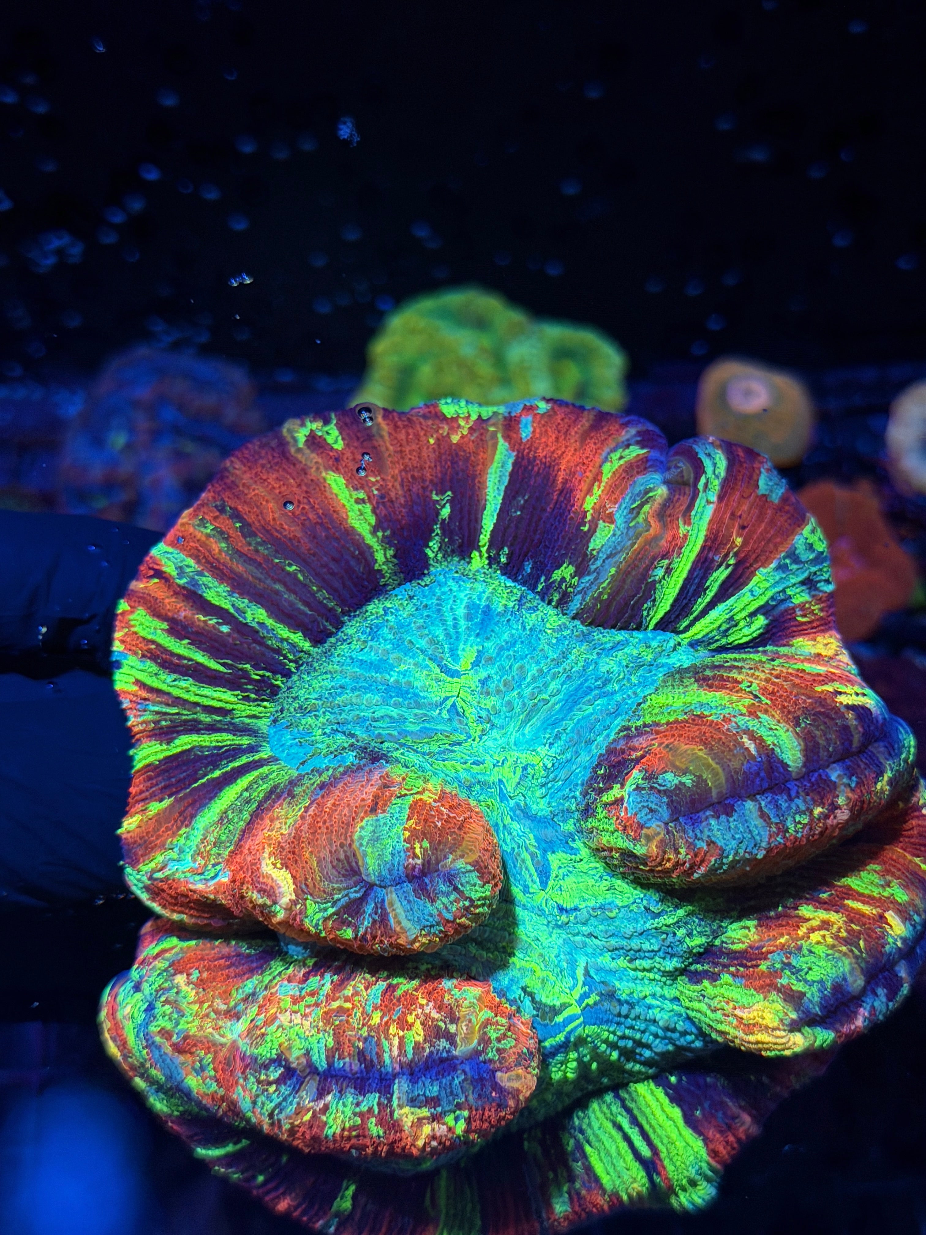 Red/Rainbow Trachyphyllia Meat Coral XXXL Show Piece