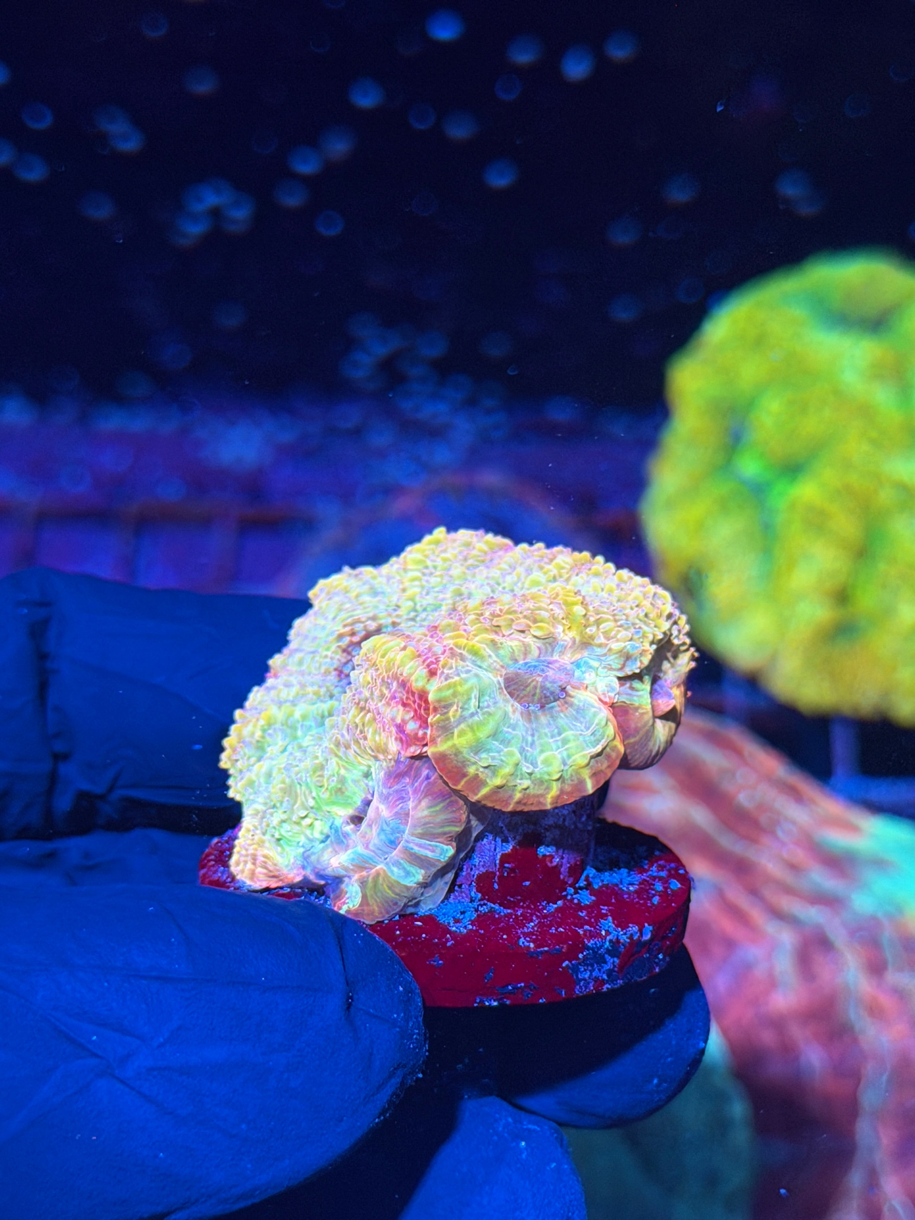 JEA Rainbow Supernova Acan Bowerbanki Coral 3-4 Heads XXL INSANE