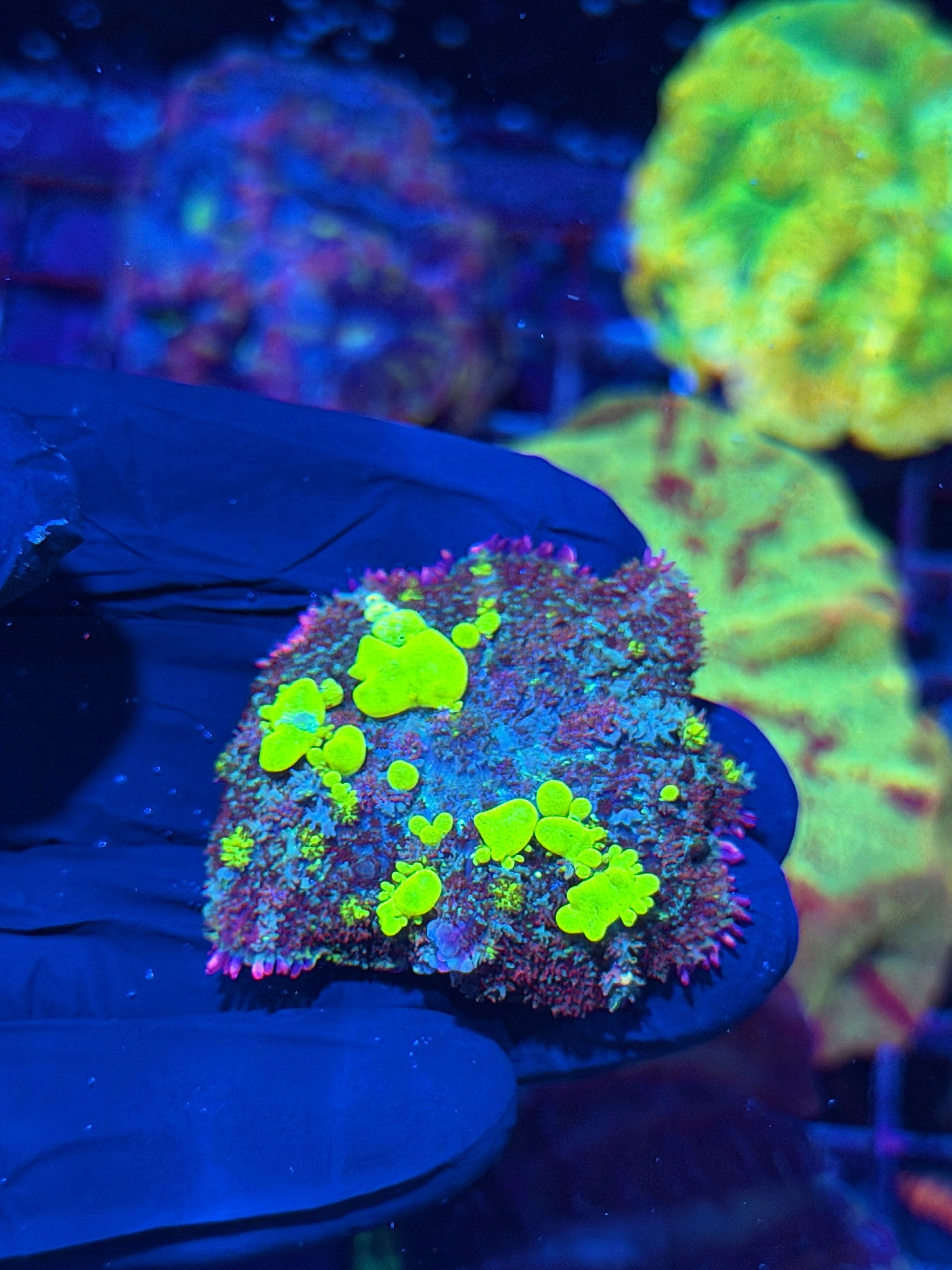 JEA Biohazard Bounce Mushroom Coral XL