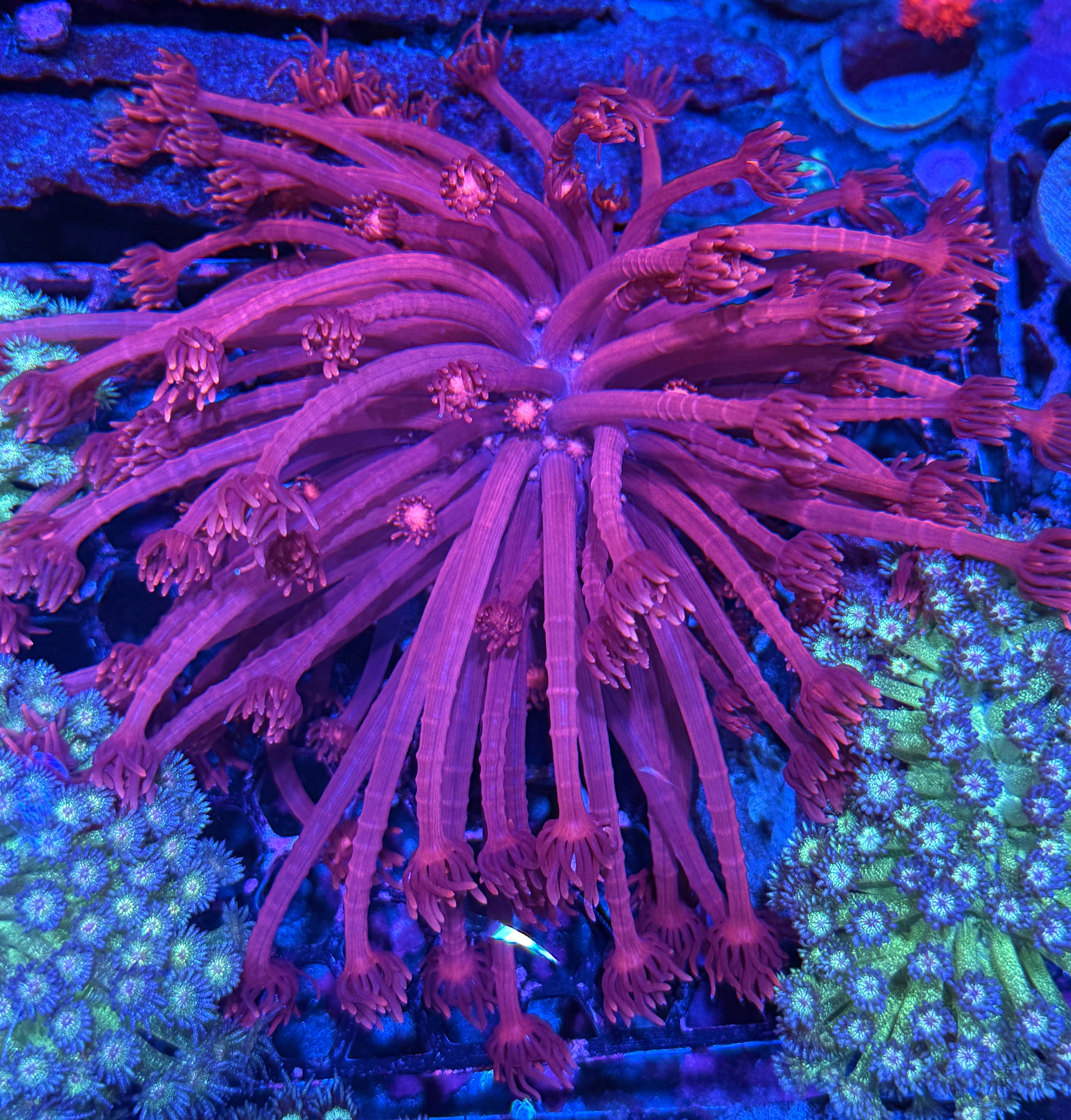 JEA Red Devil Goniopora Coral XXL Colony Baseball Sized 7/2
