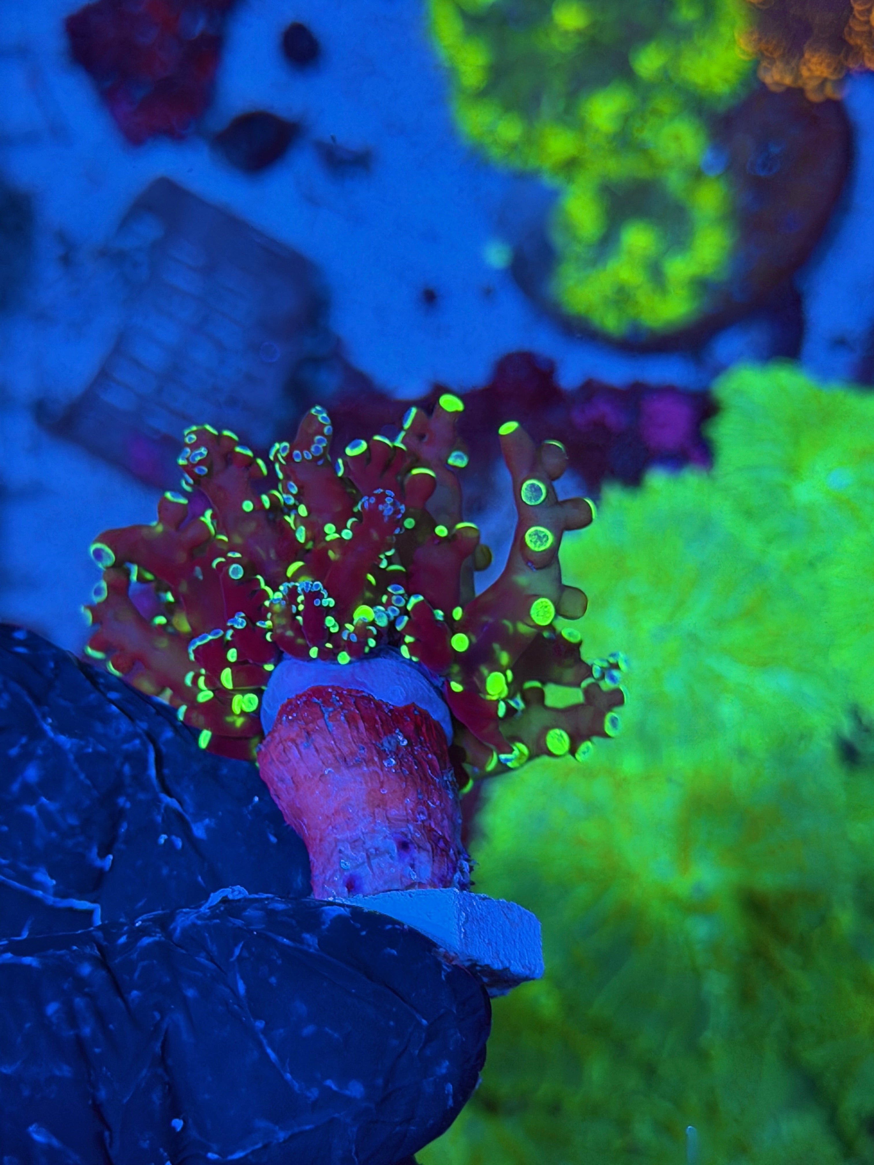 JEA Splatter Frogspawn Coral 1 XL Head