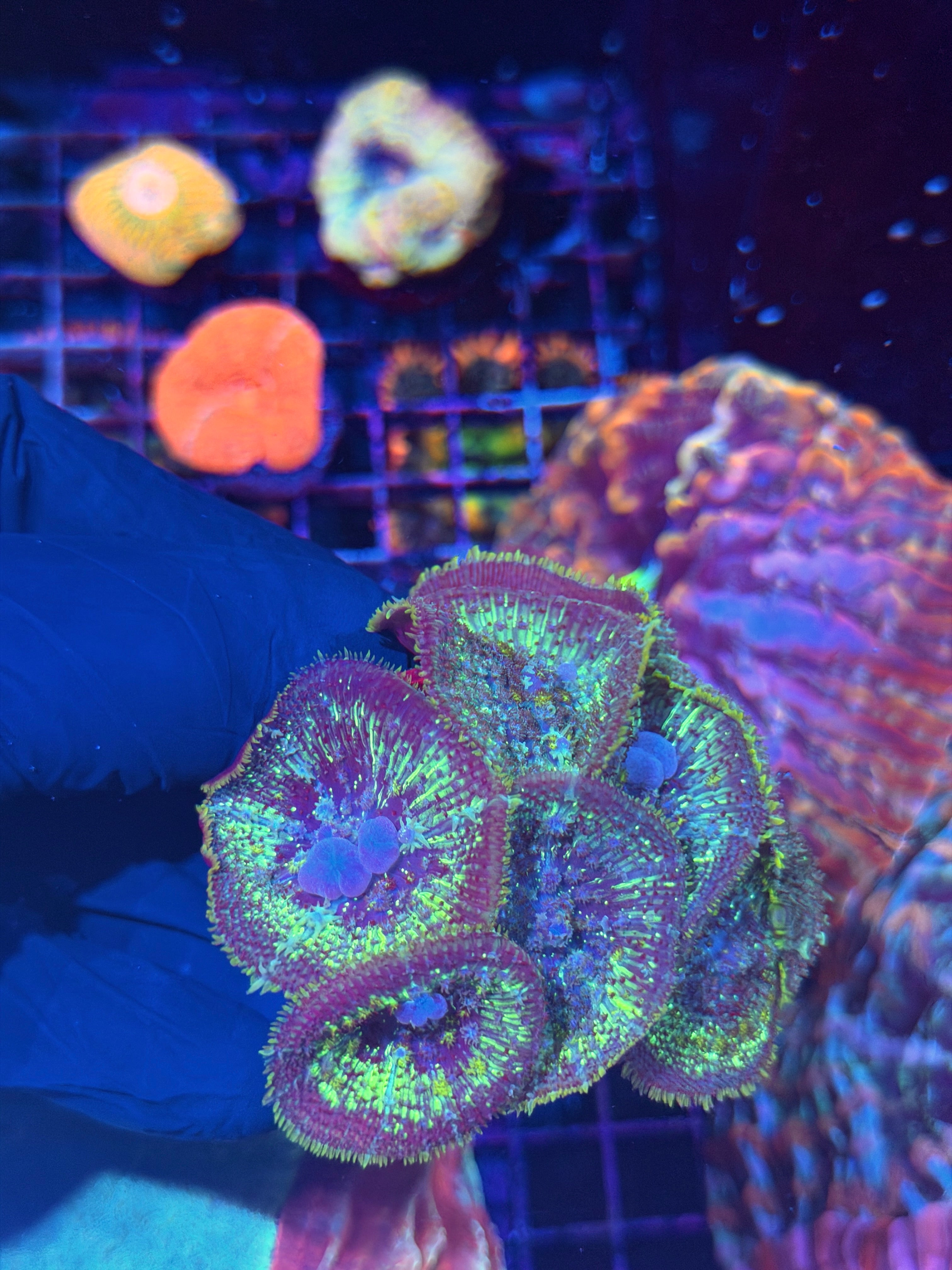 JEA Mega Man Bounce Mushroom Coral Colony XXL