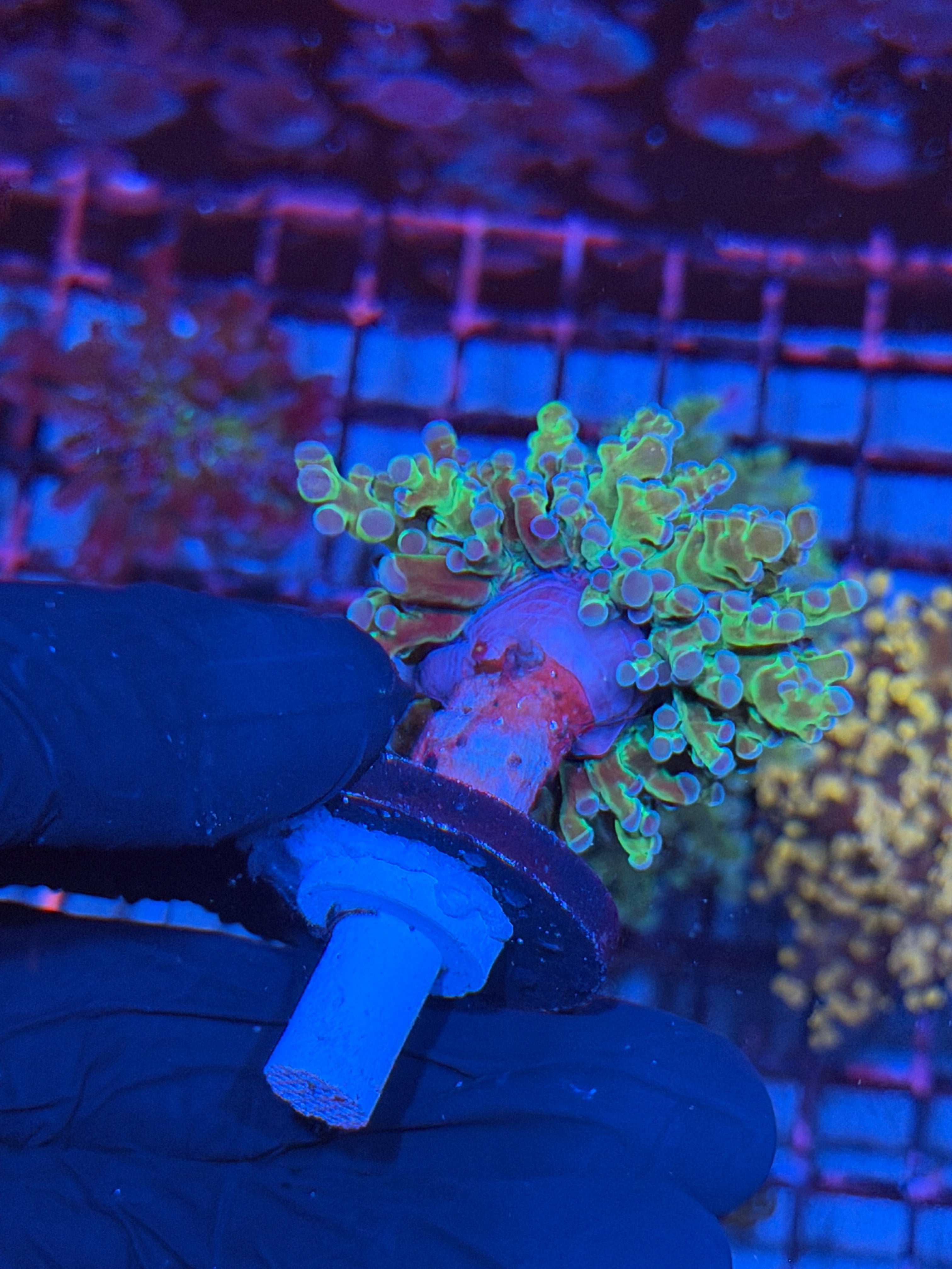 JEA Holy Relic Frogspawn Coral Splitting to 1 Head XXL 8/11
