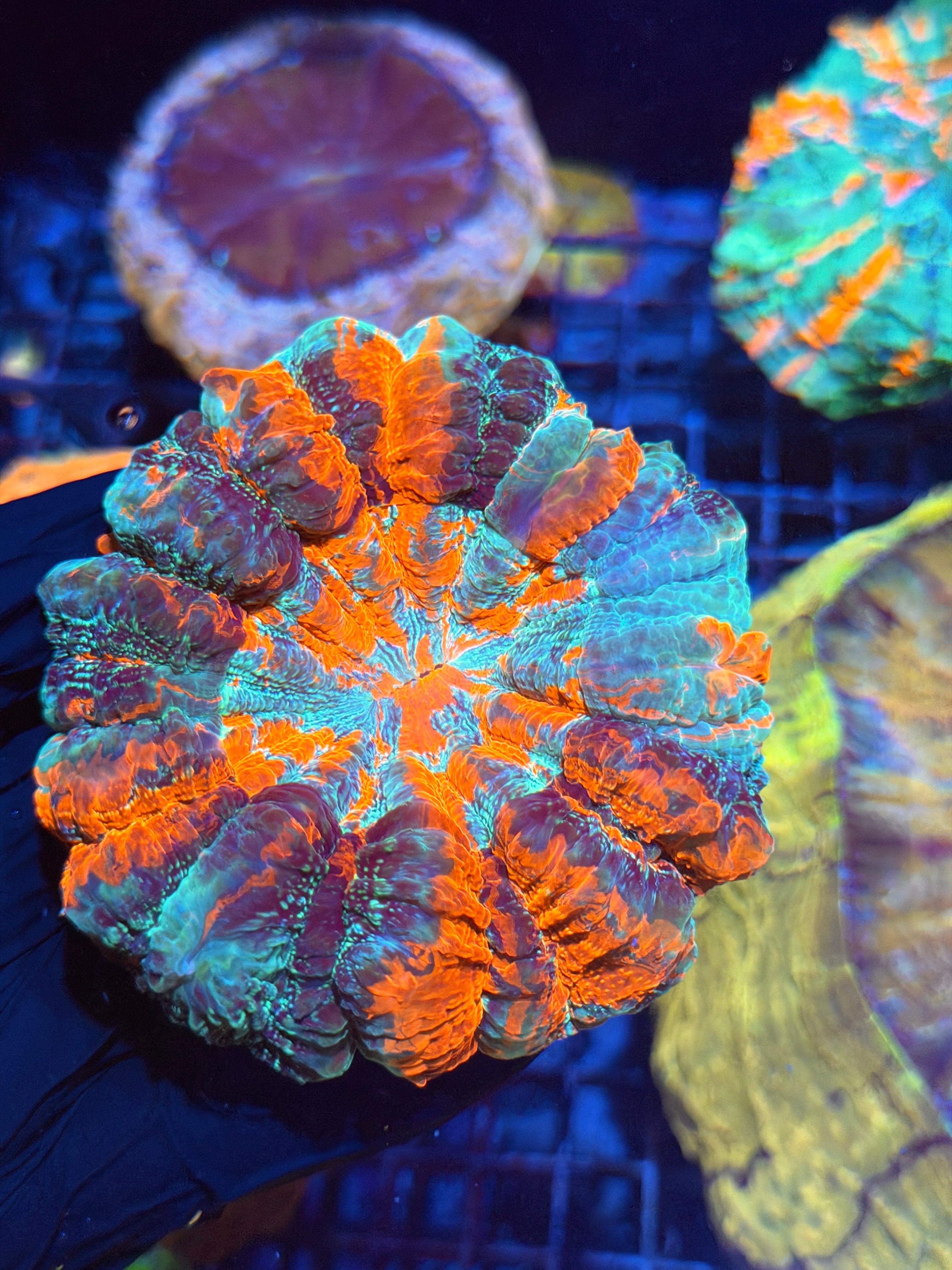 Striped Glitter Acanthophyllia Meat Coral XL 8/28