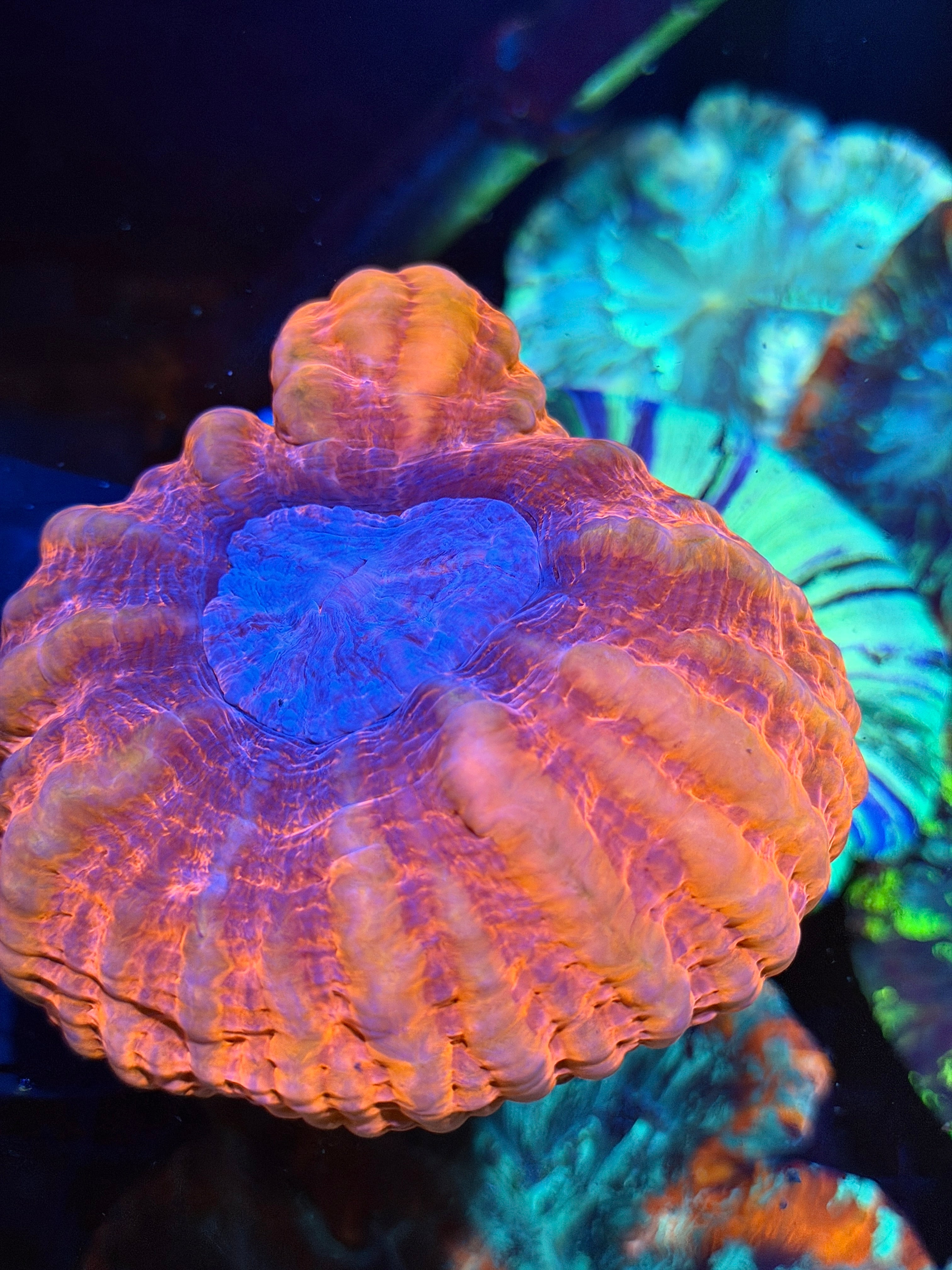 Lava Cynarina Meat Coral XXL Show Piece Bright 9/6