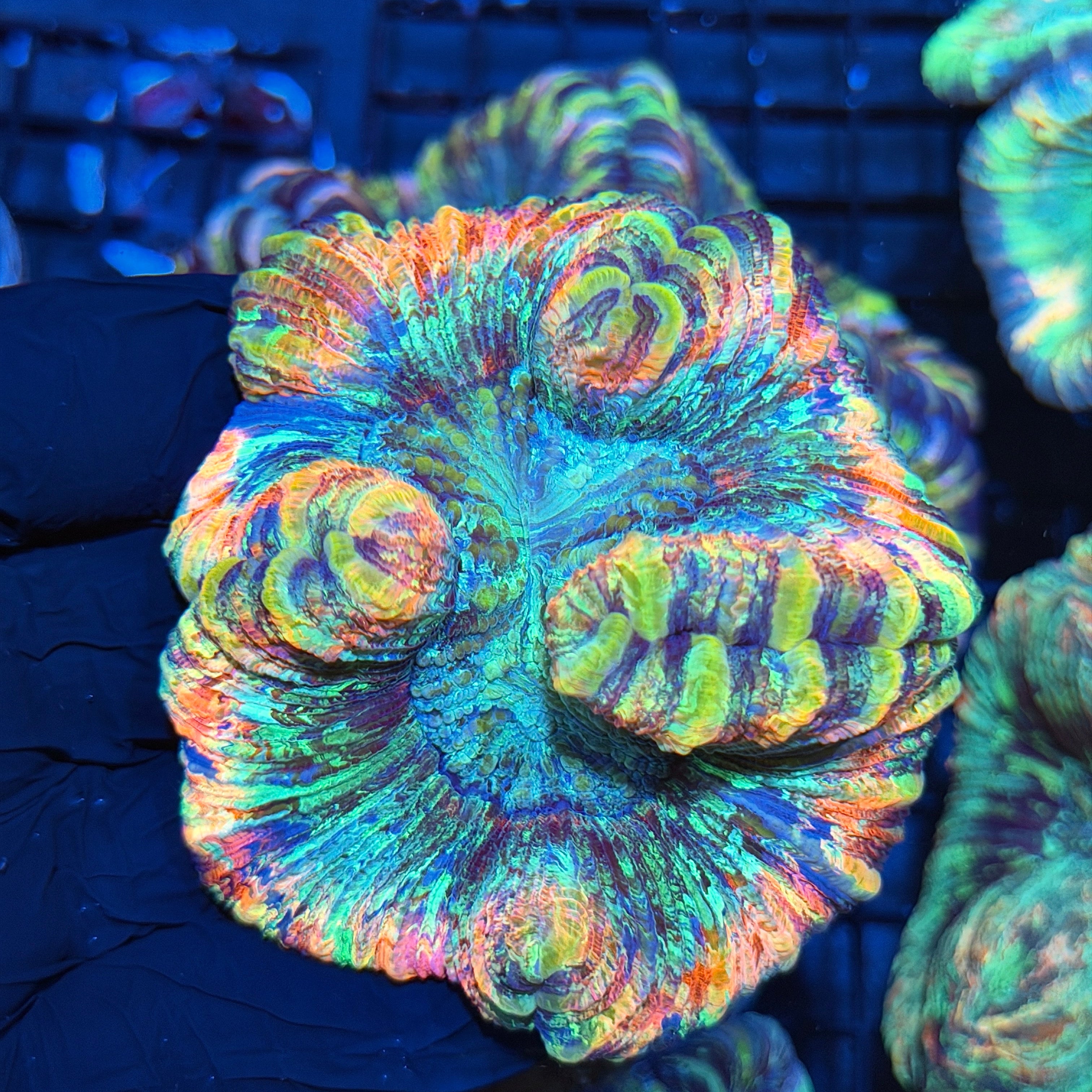 Insane Rainbow Trachyphyllia Meat  Coral 6/4