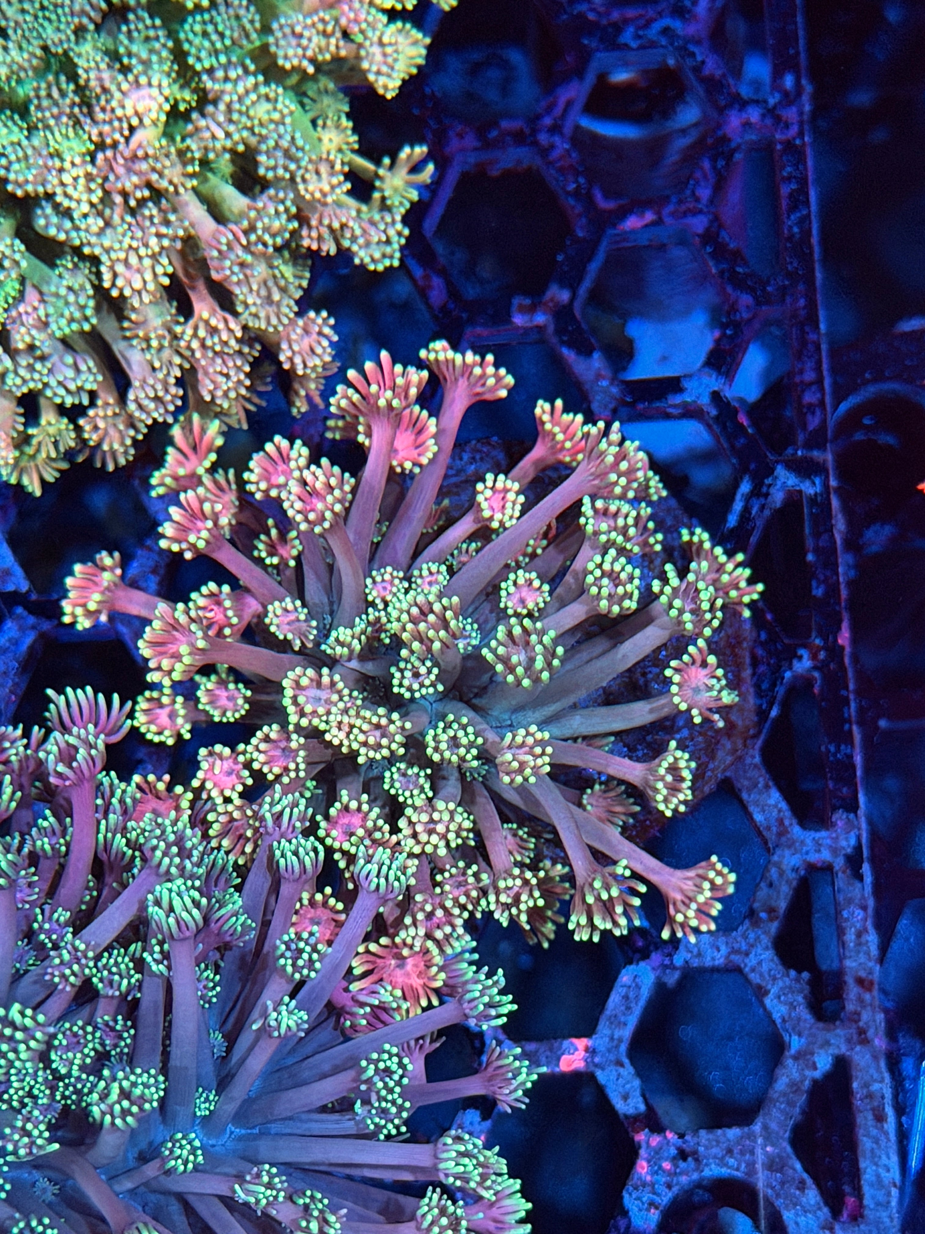 JEA Pink Panties Goniopora Coral