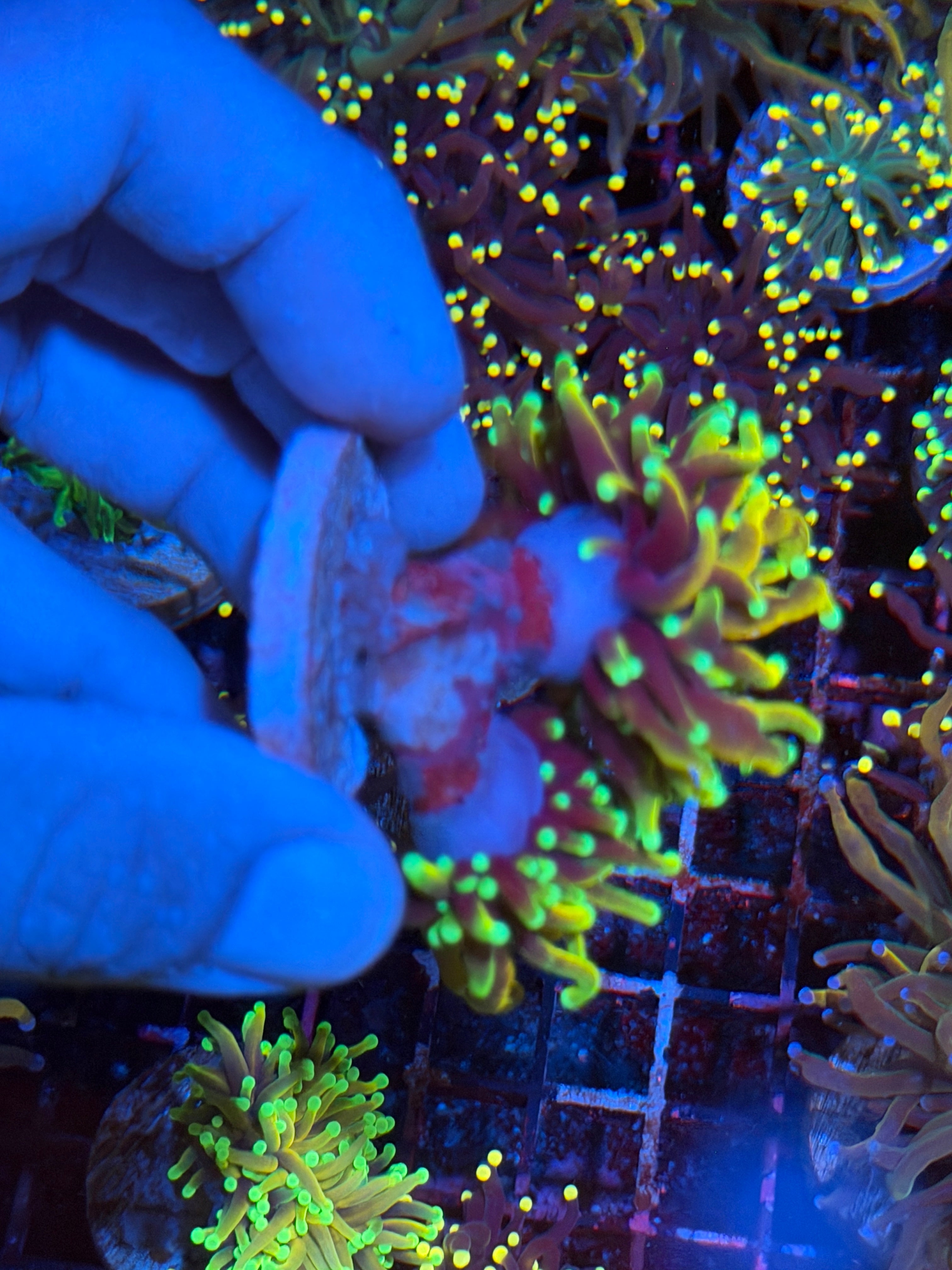 JEA Hellfire Torch Coral 3 Heads XL