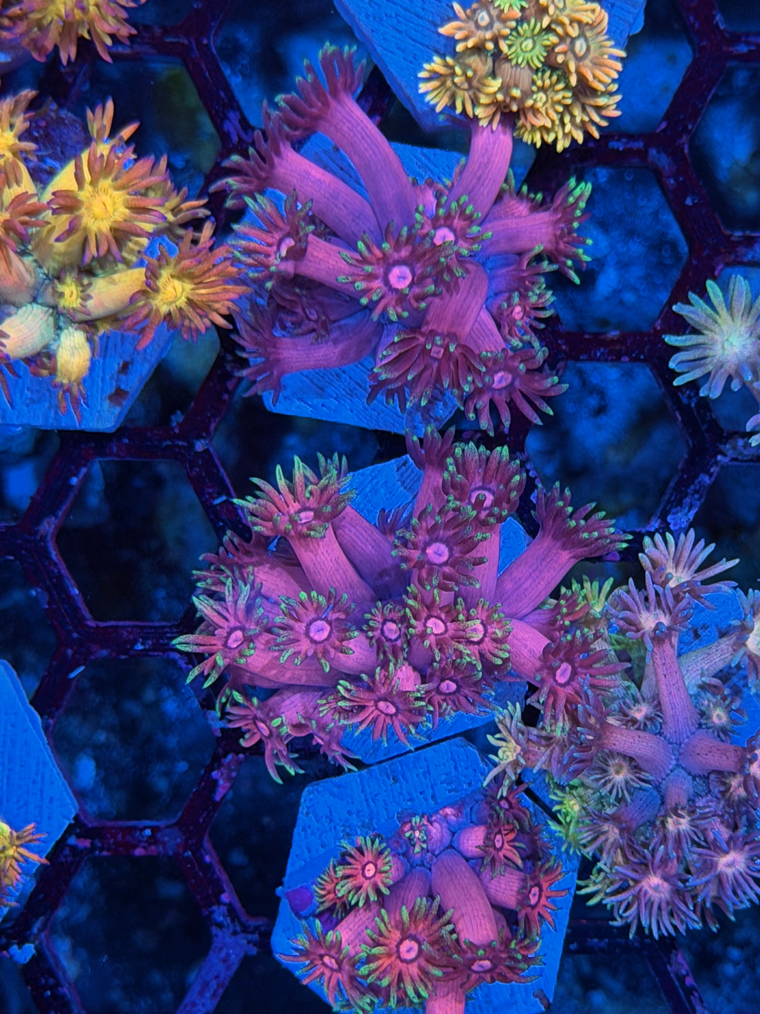 JEA Magneto Goniopora Coral *New Release*