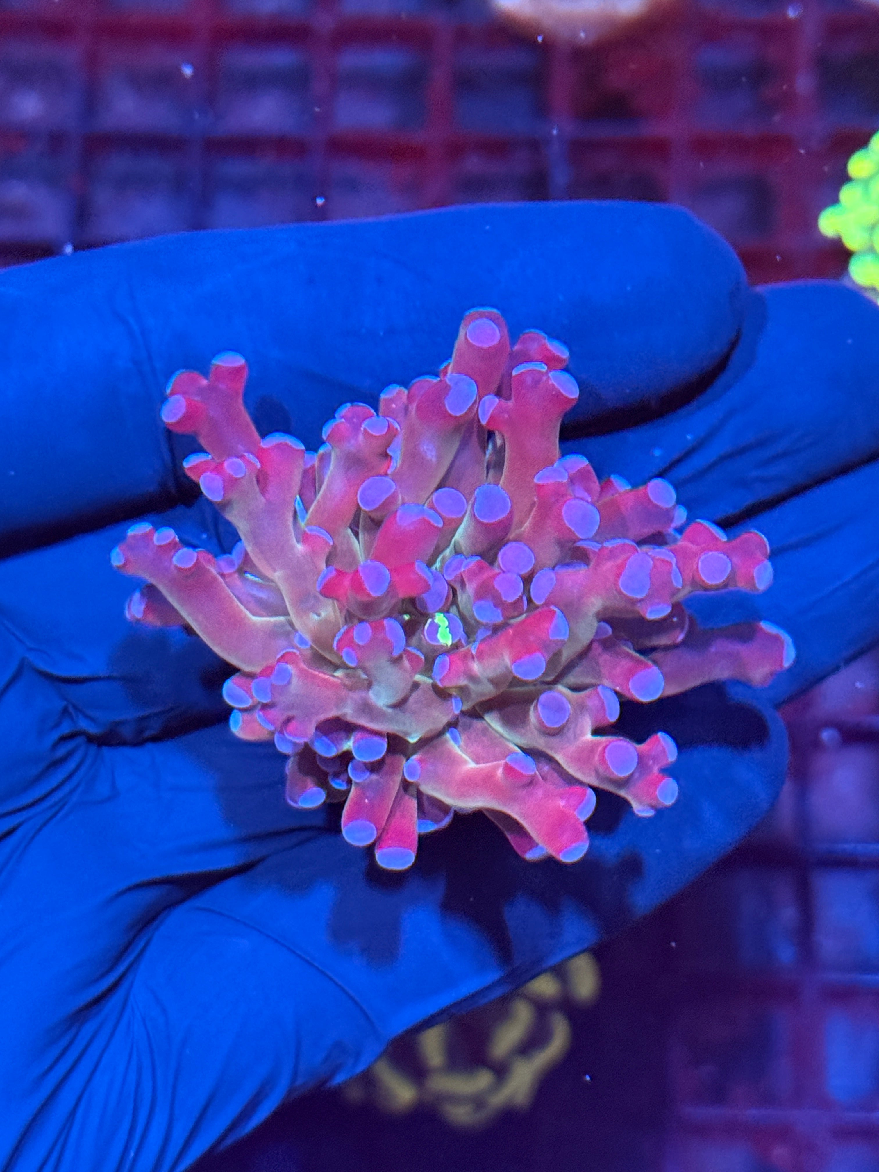 Multicolor Grafted Frogspawn Coral