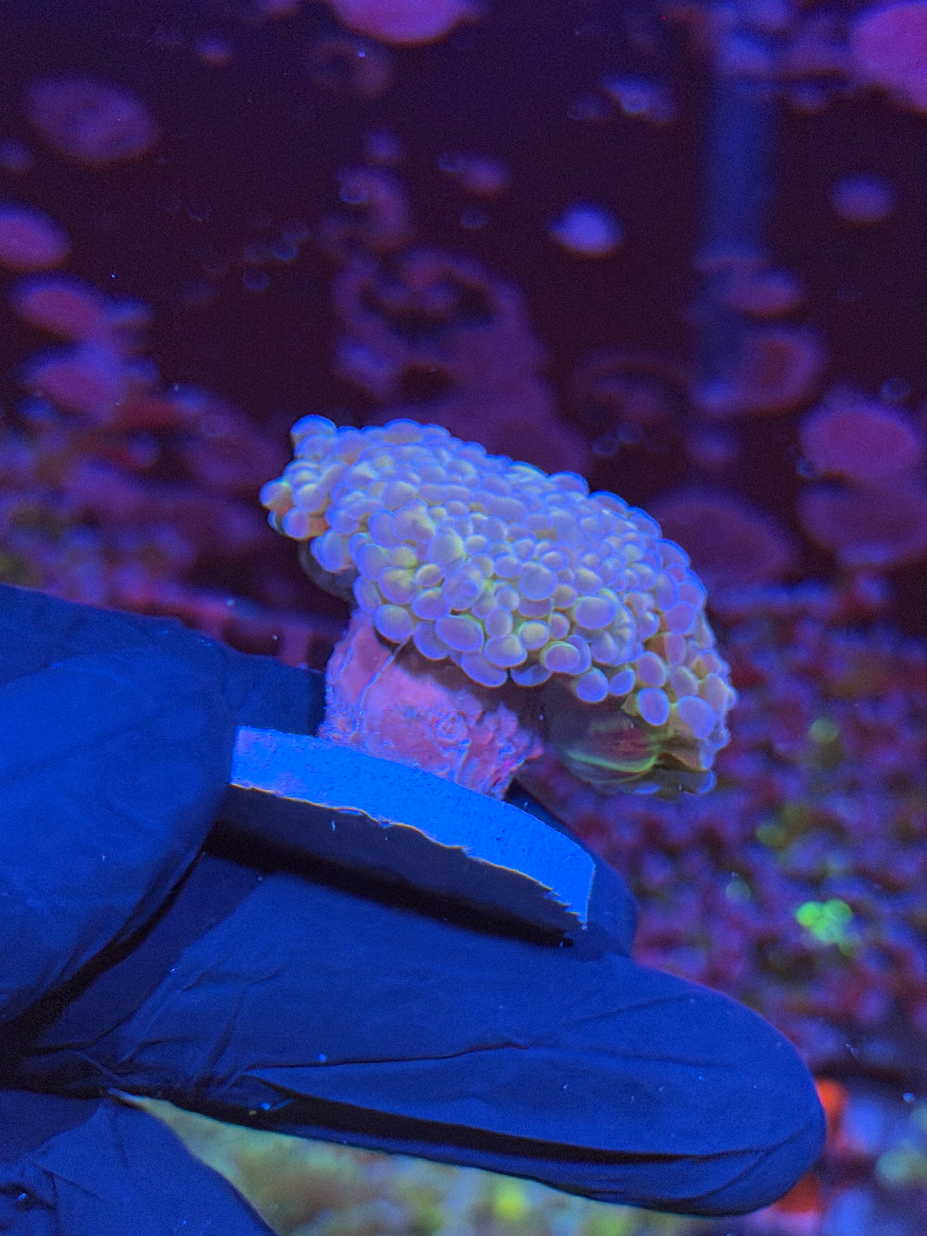 JEA Rainbow Monster Hammer Coral 4 Heads Splitting XL *New Release* 7/15
