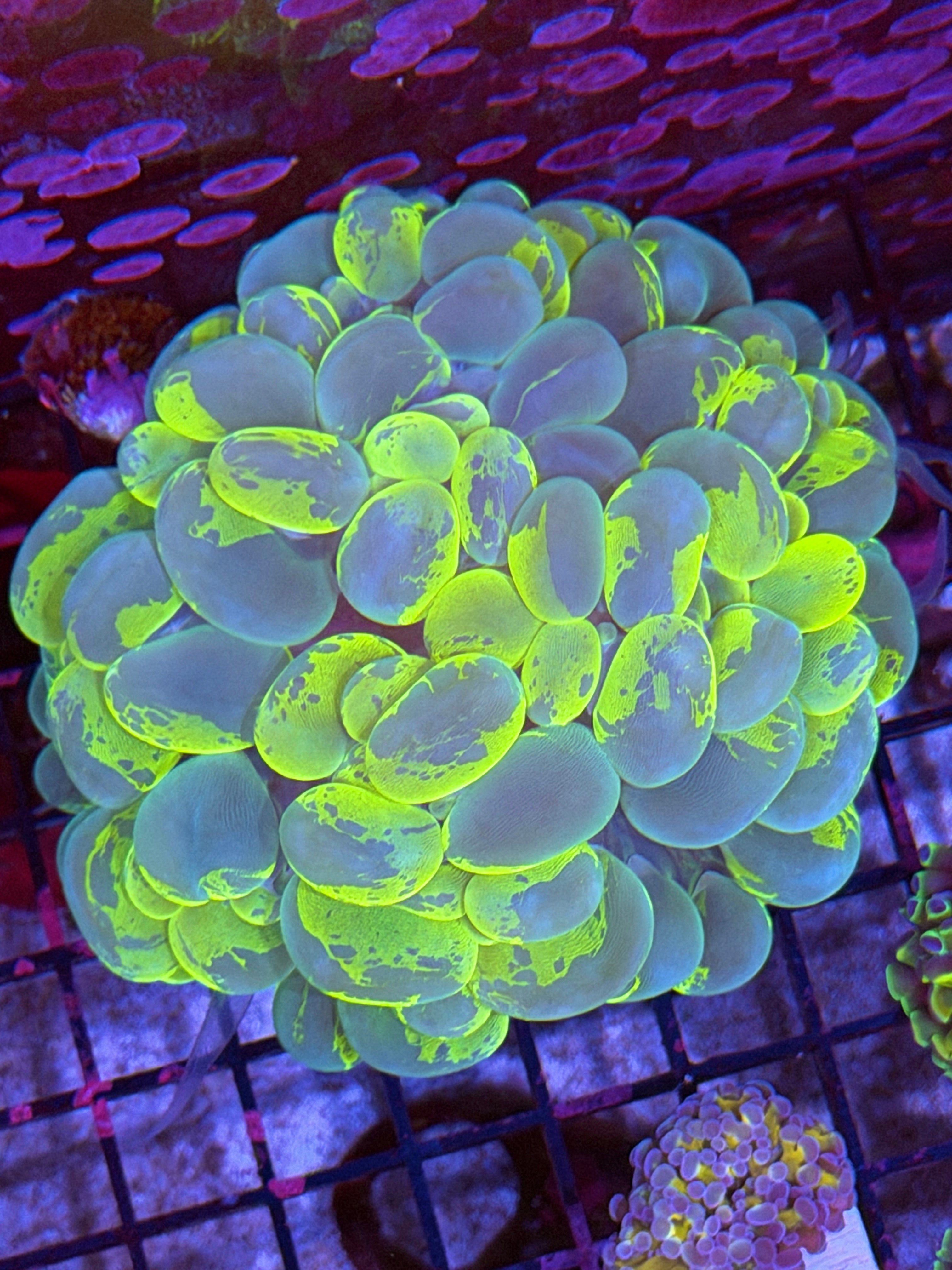 Splatter Bubble Coral XXL