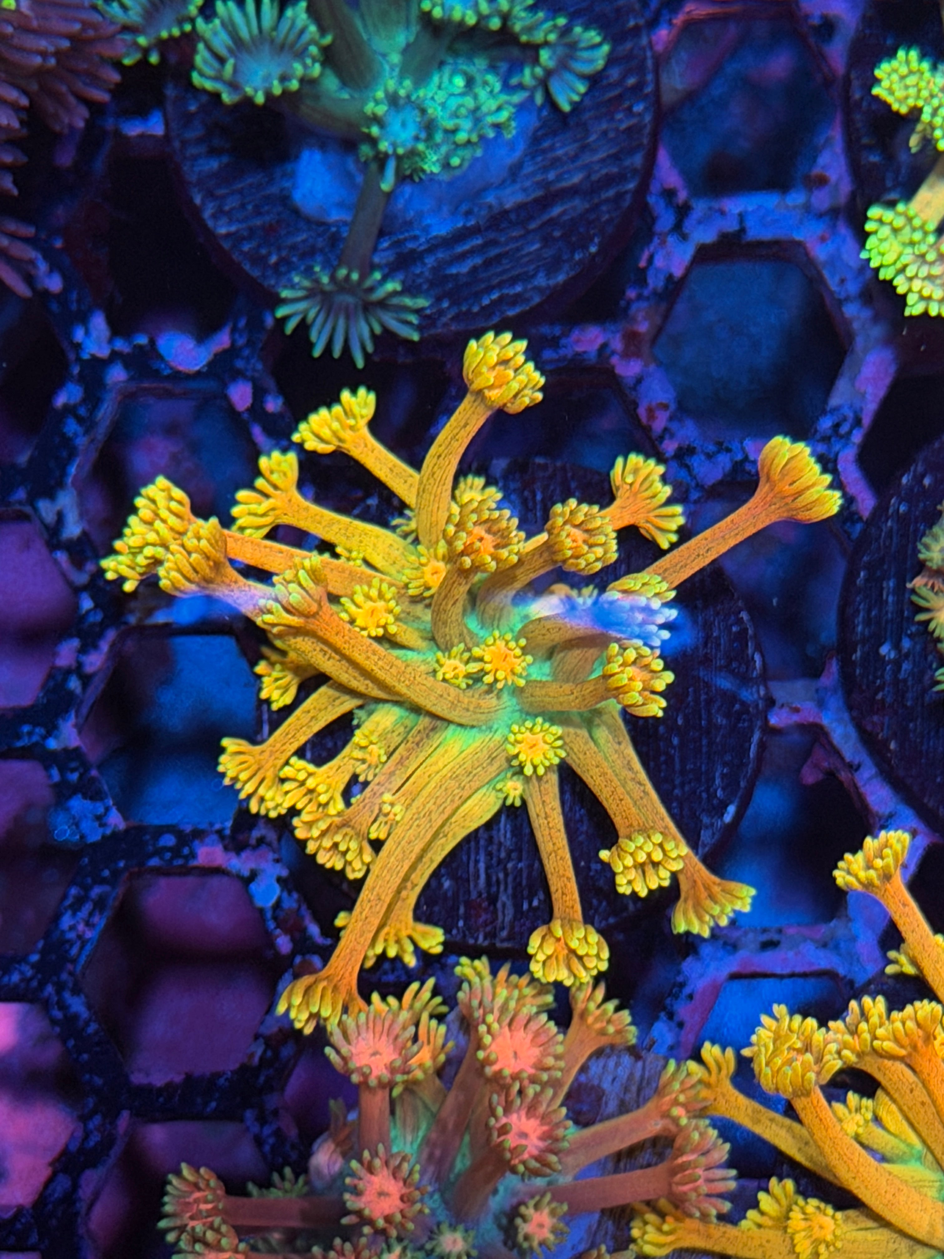 JEA Dreamcatcher Goniopora Coral *New Release* 3/17