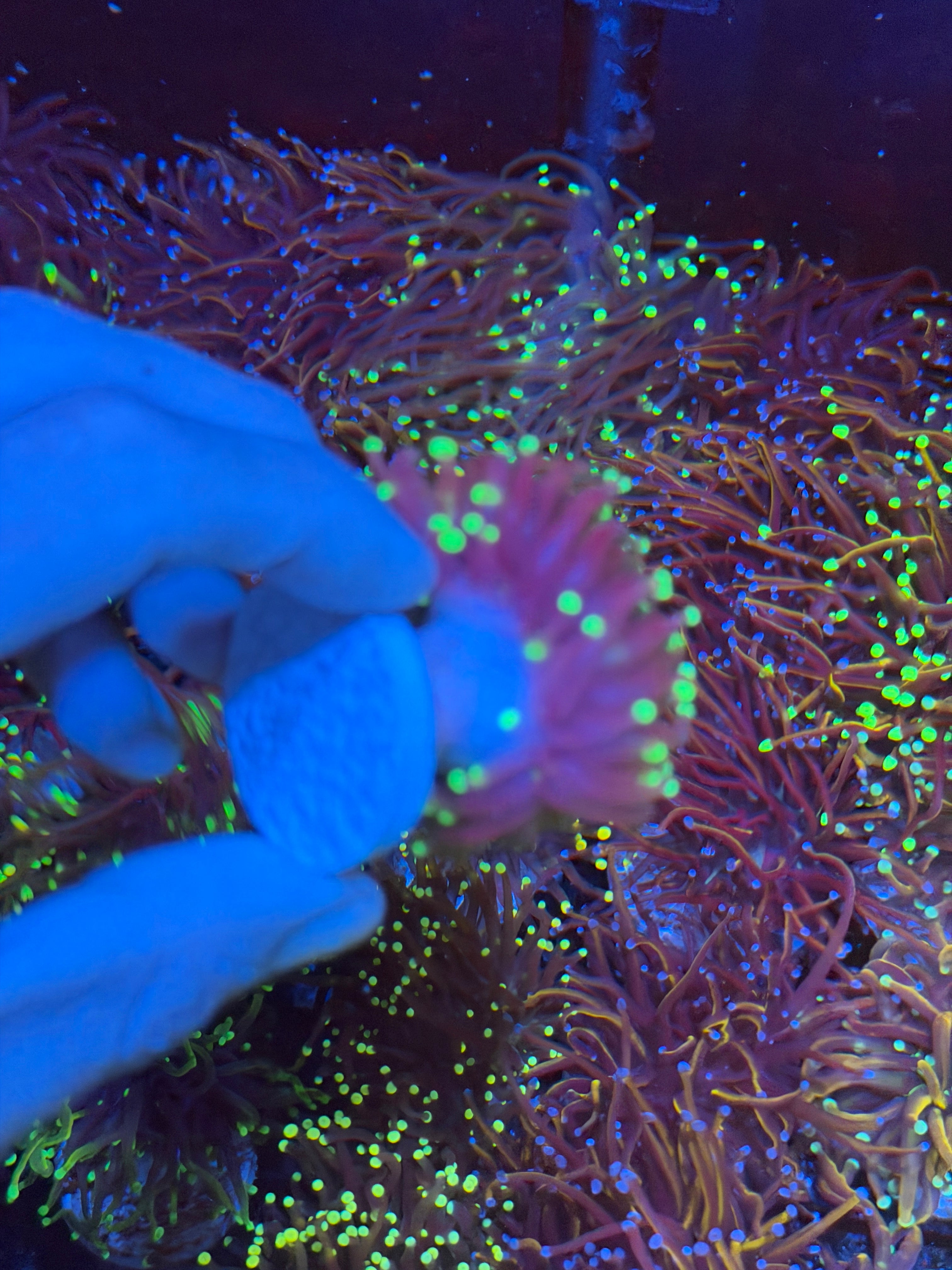JEA Medusa Torch Coral 1 XL Head Splitting 9/6