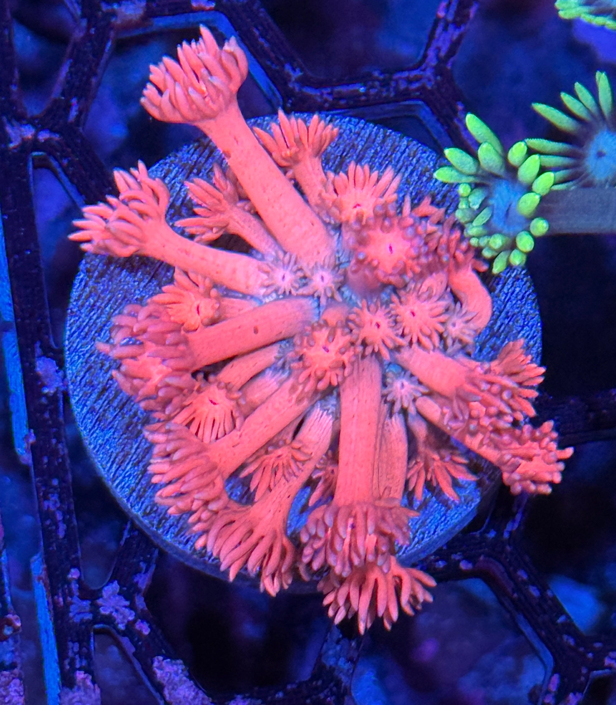 JEA Strawberry Milkshake Goniopora Coral BRIGHT 7/2