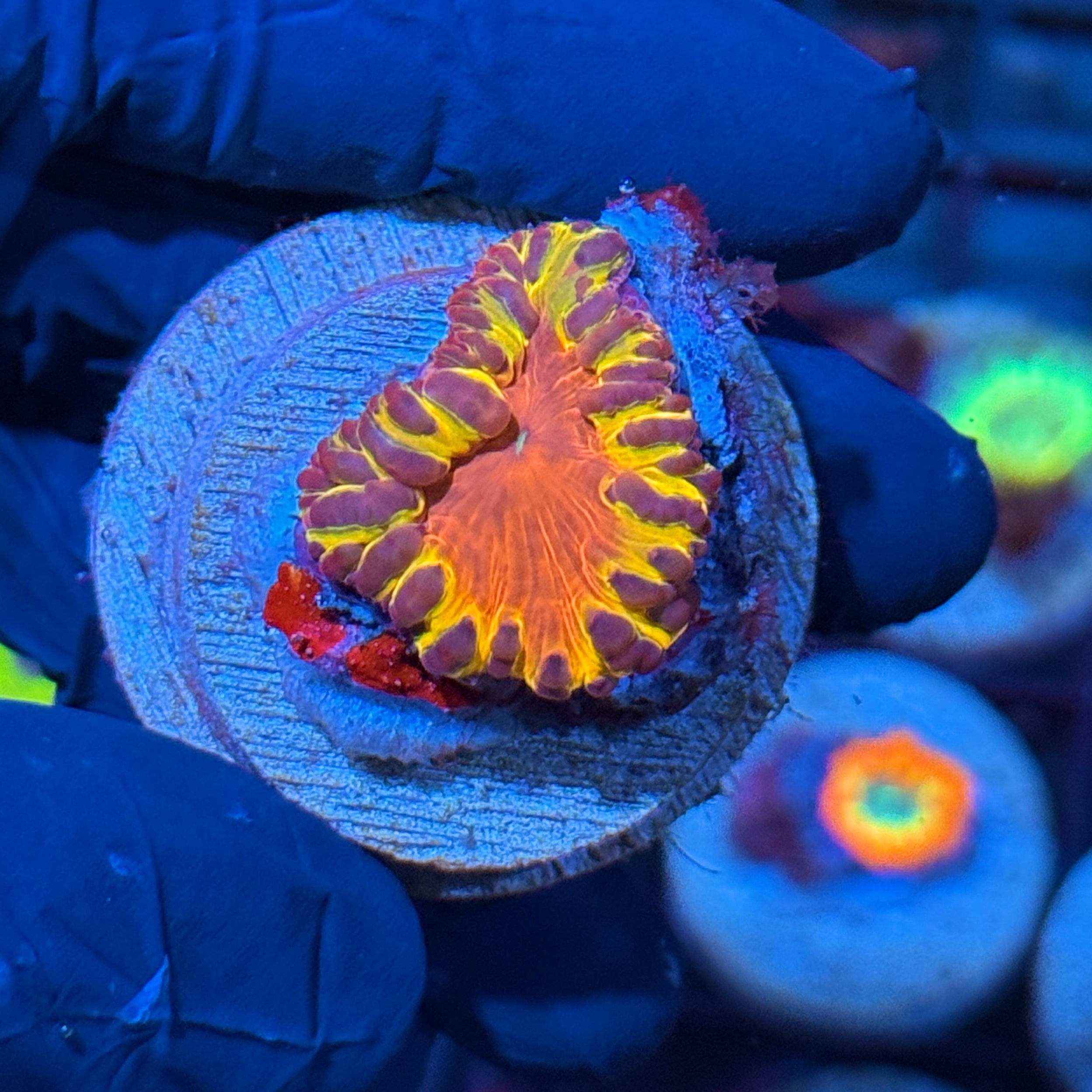 JEA OG Flamethrower Blastomussa Coral XL Rare