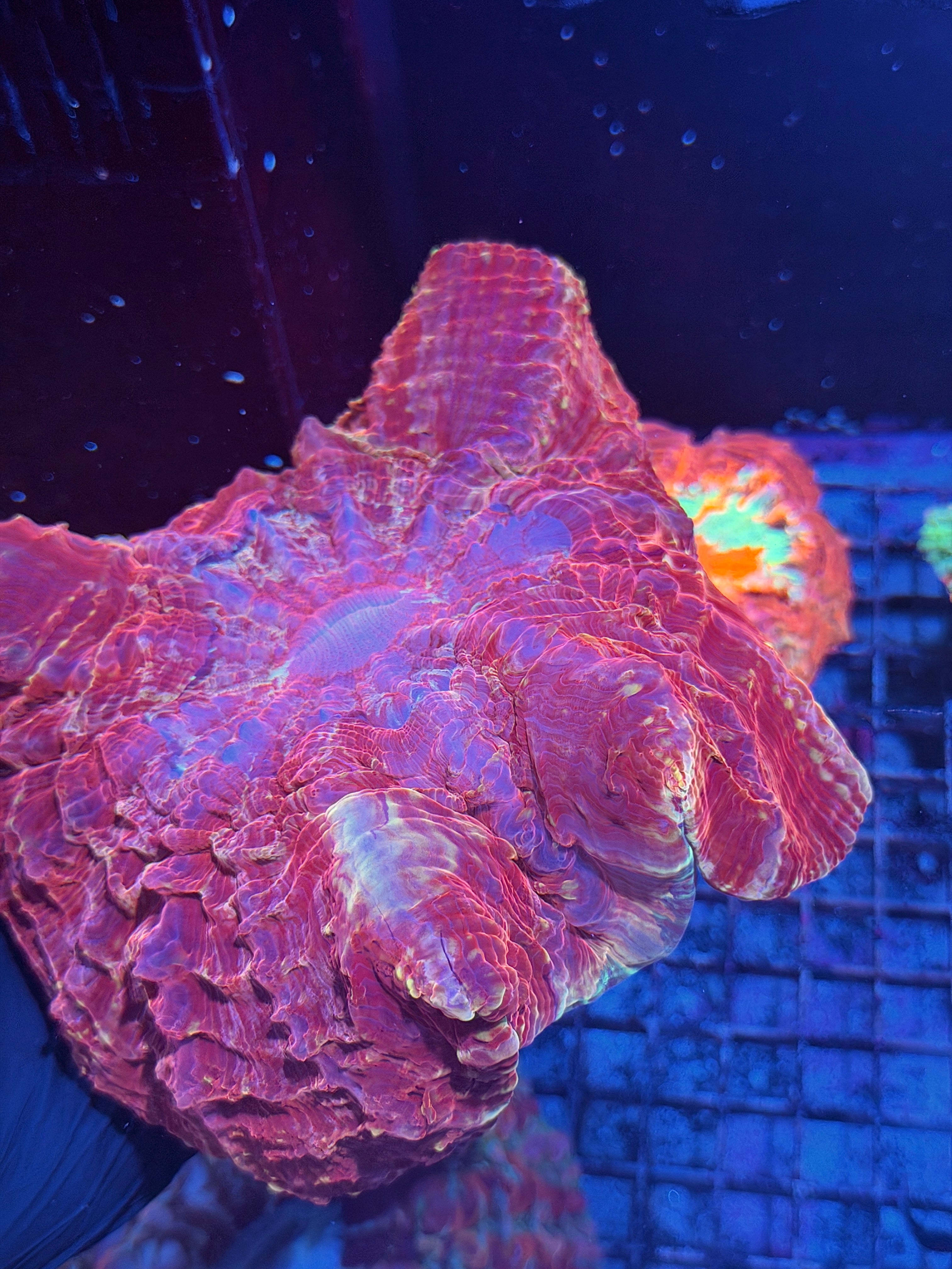 Red / Gold Acanthophyllia Meat Coral XXL