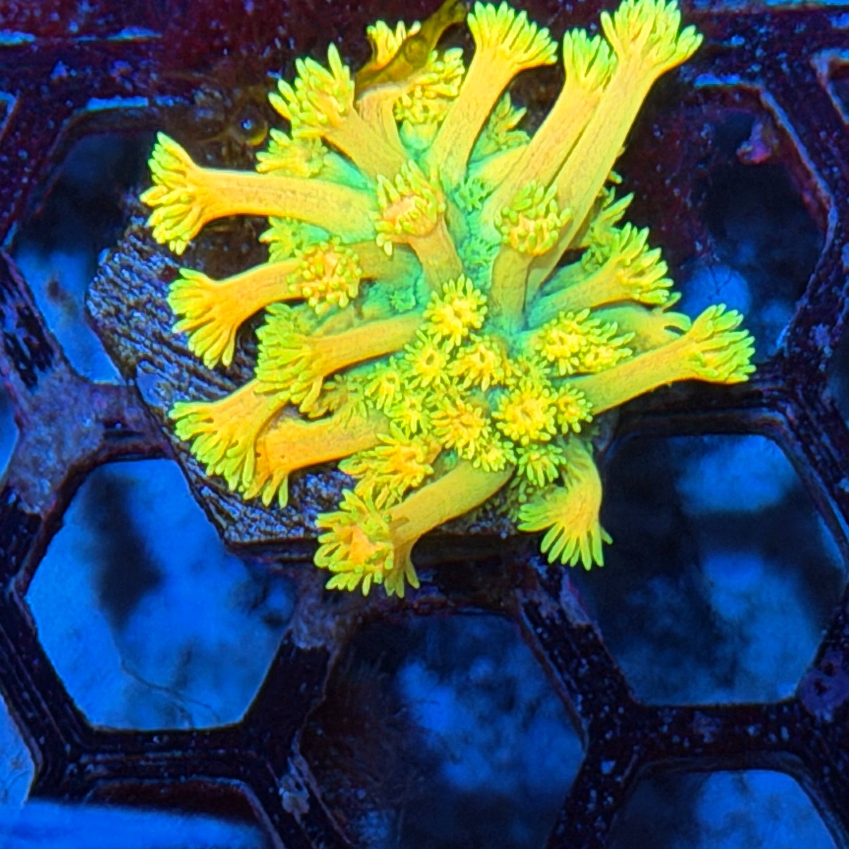 Jay's Exotic Corals