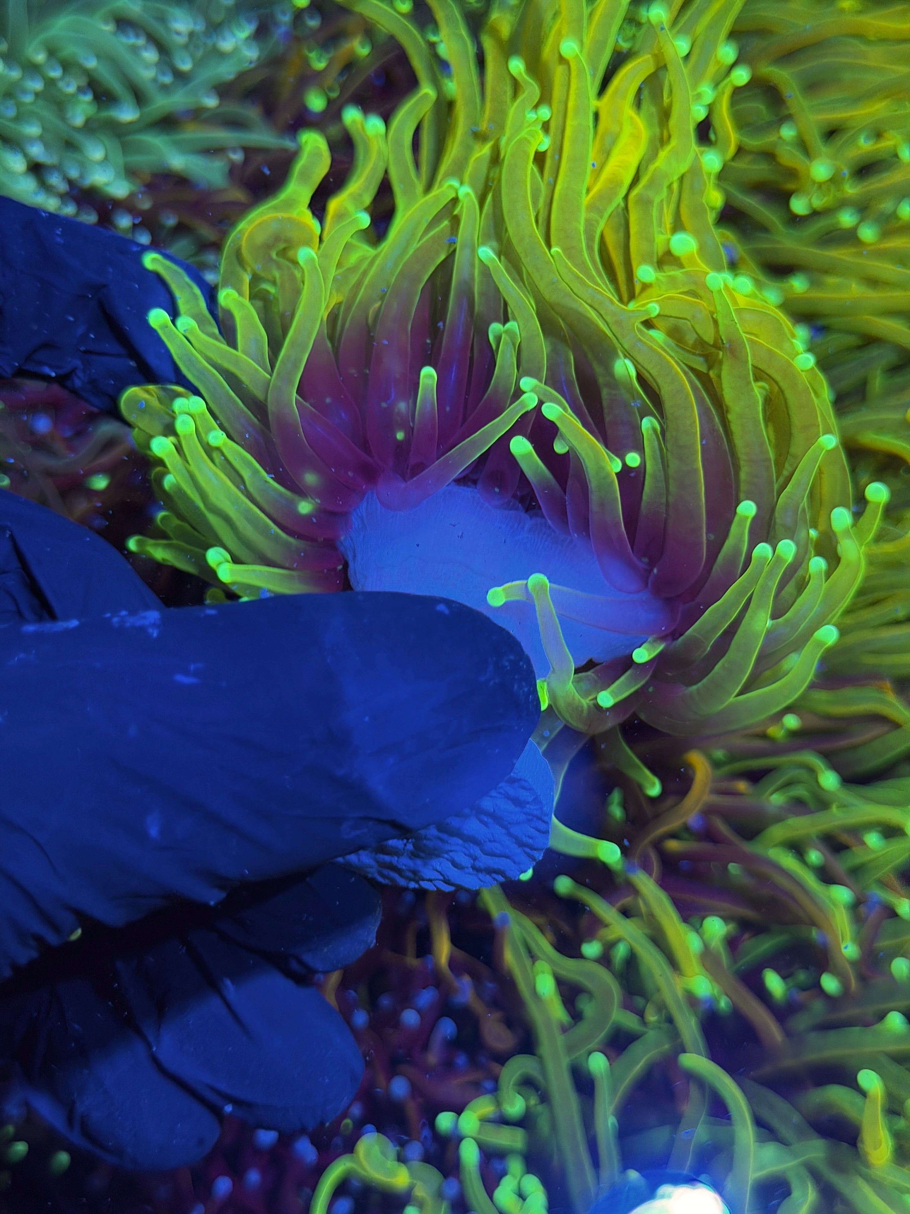 JEA Hellfire Torch Coral 2 Heads Splitting XXL Show Size