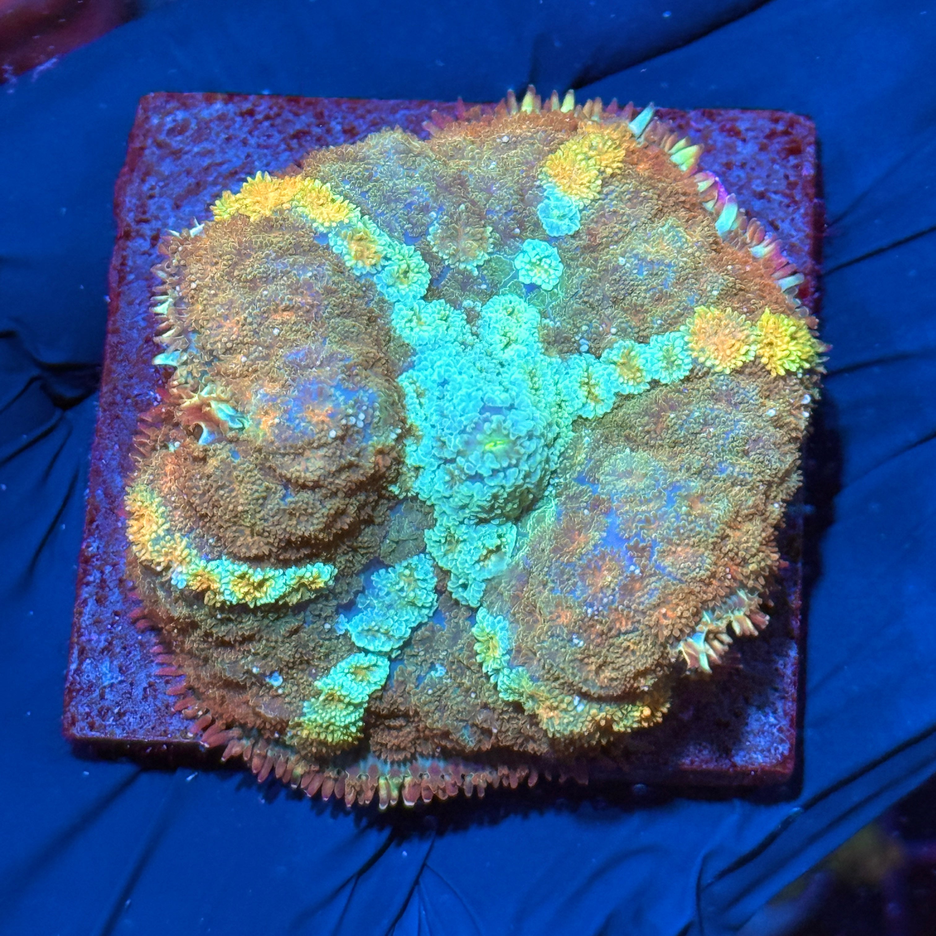 JEA Cosmic Flare Pin Cushion Mushroom Coral XL