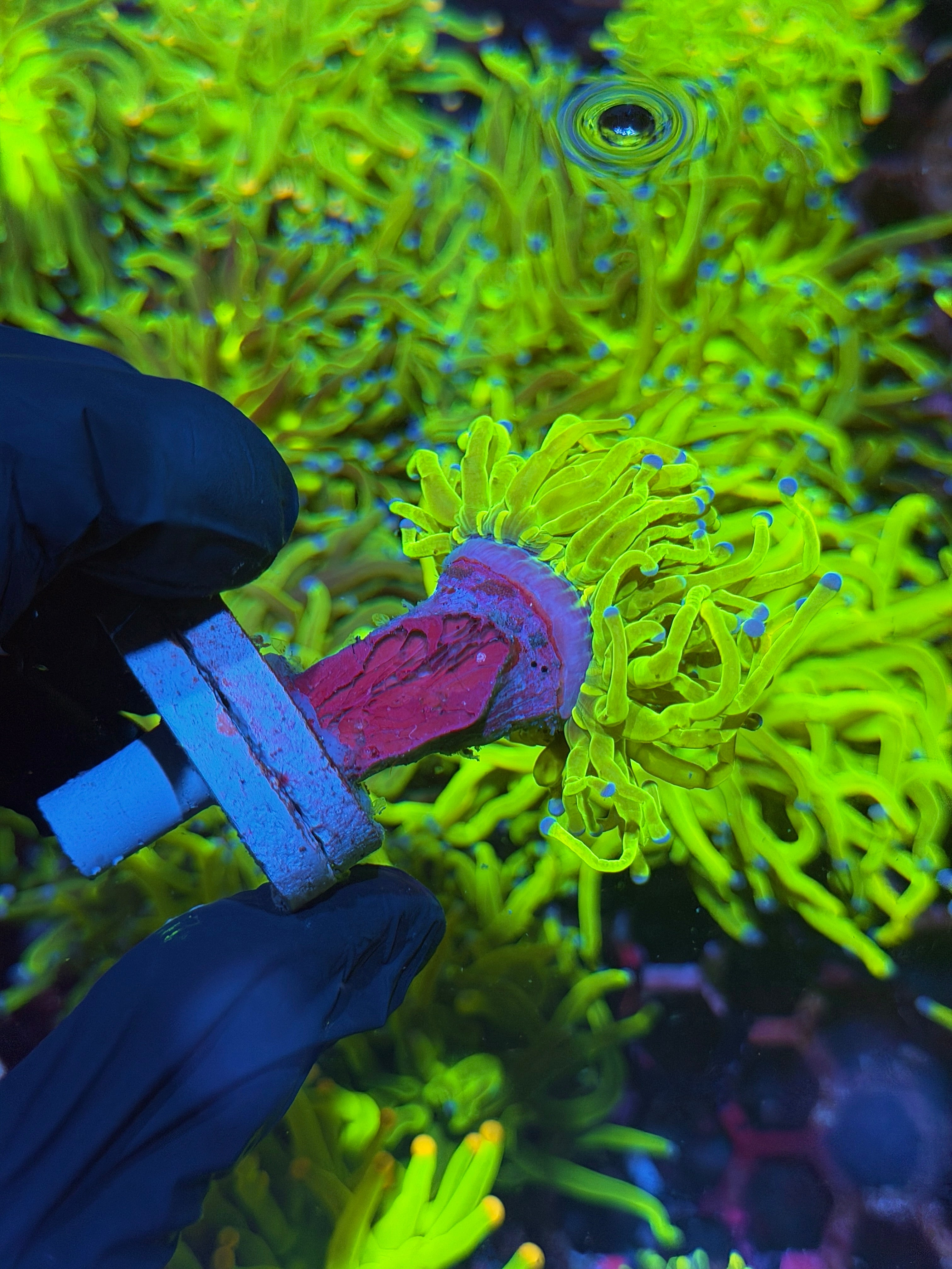 JEA 24K Holy Grail Torch Coral 1 XL Head