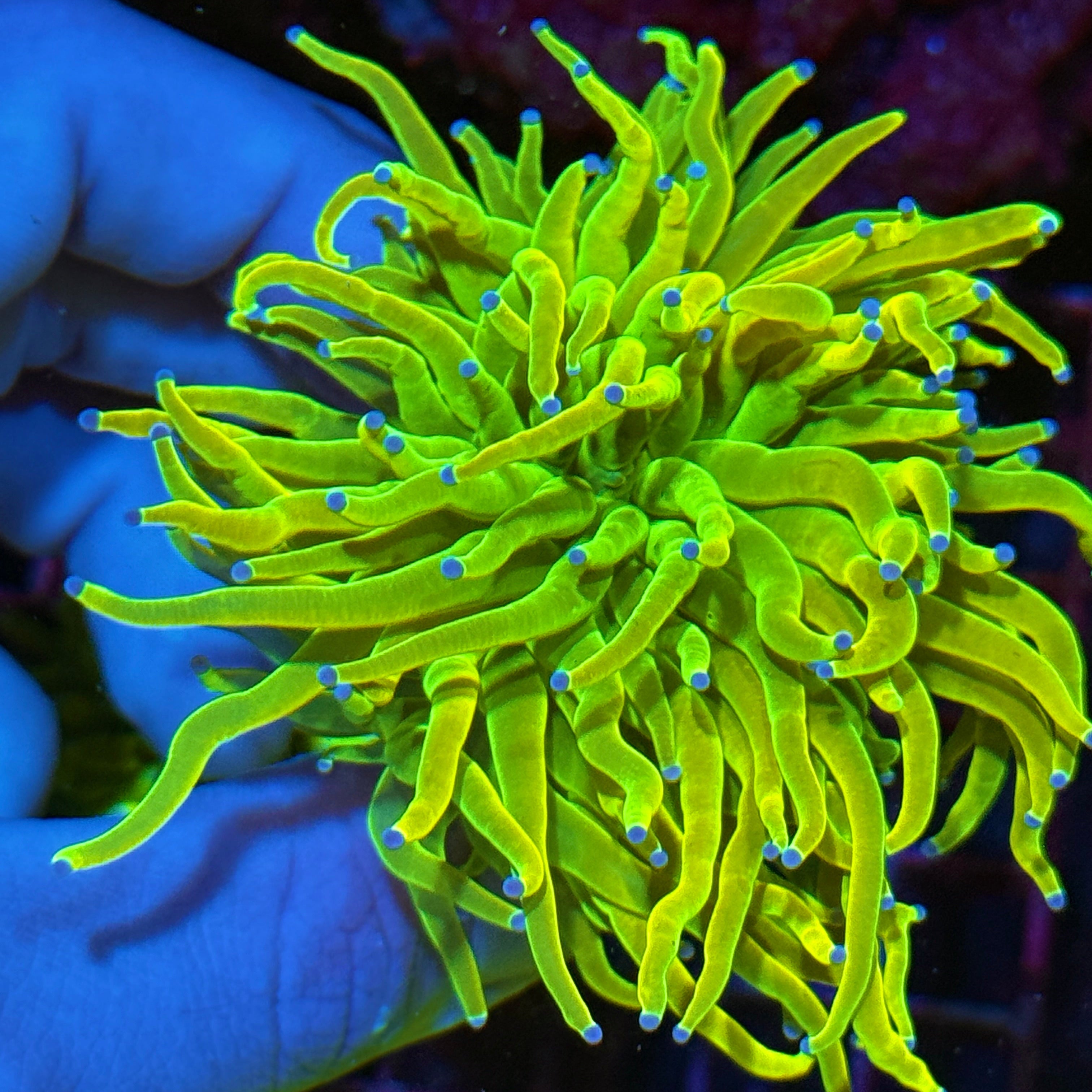 JEA 24K Holy Grail Torch Coral 1 Heads Splitting XXL 10/12