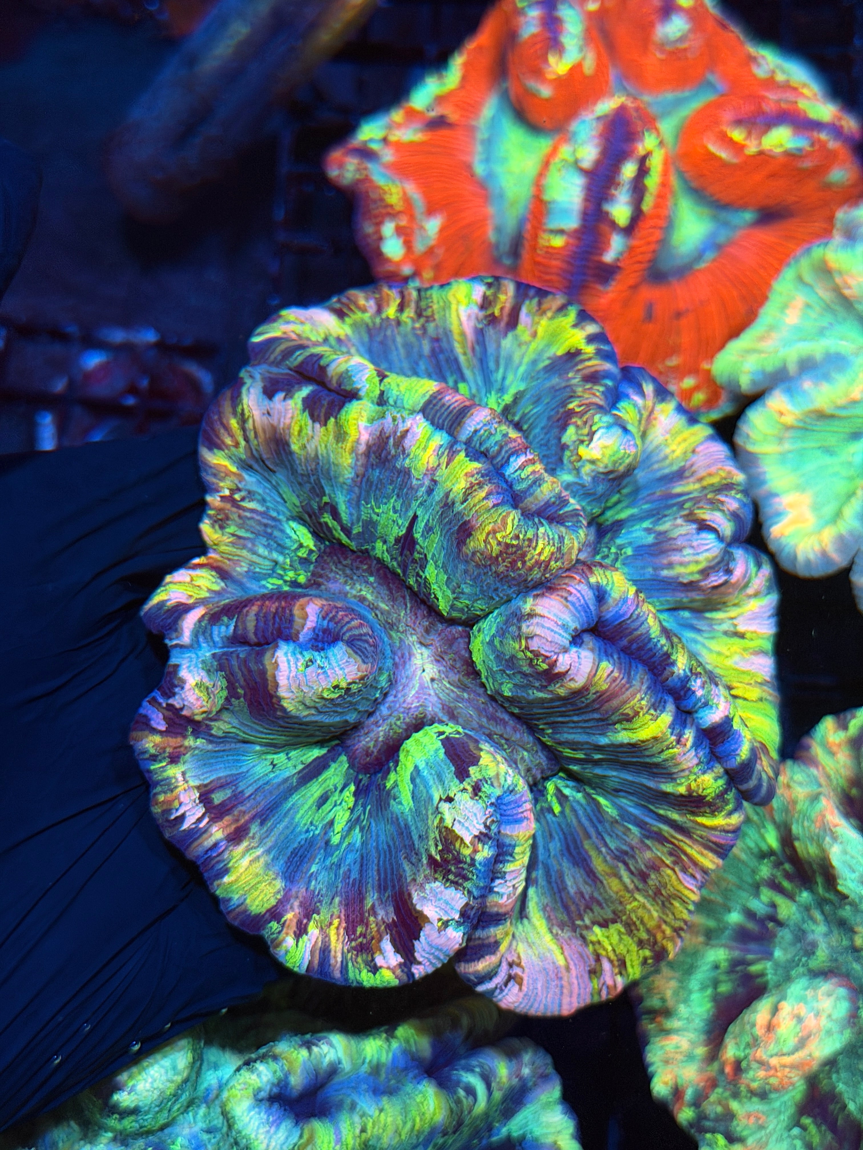 Rainbow Trachyphyllia Meat Coral XXL Show Piece