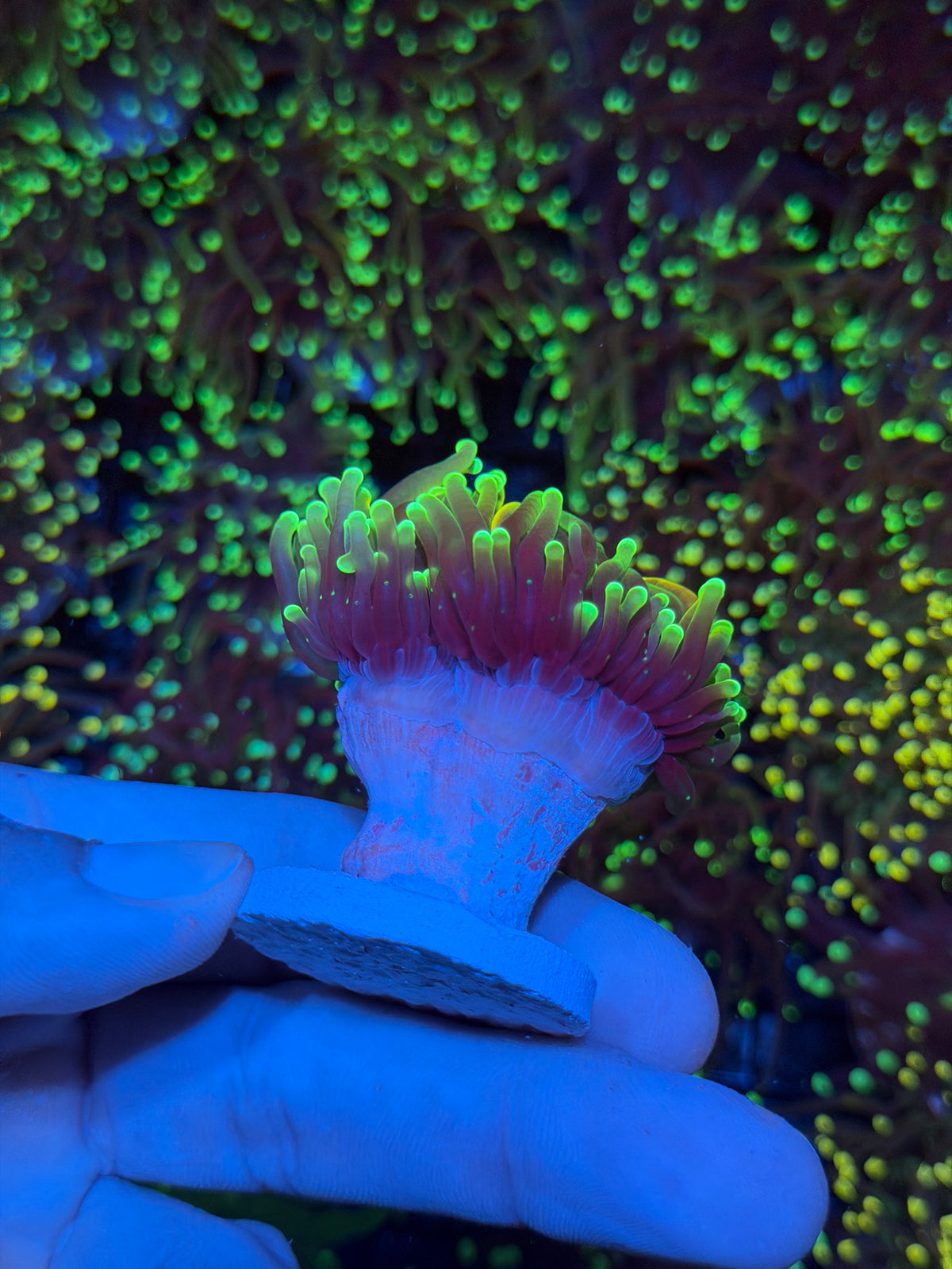 JEA Hellfire Torch Coral 1 XL Head 9/11