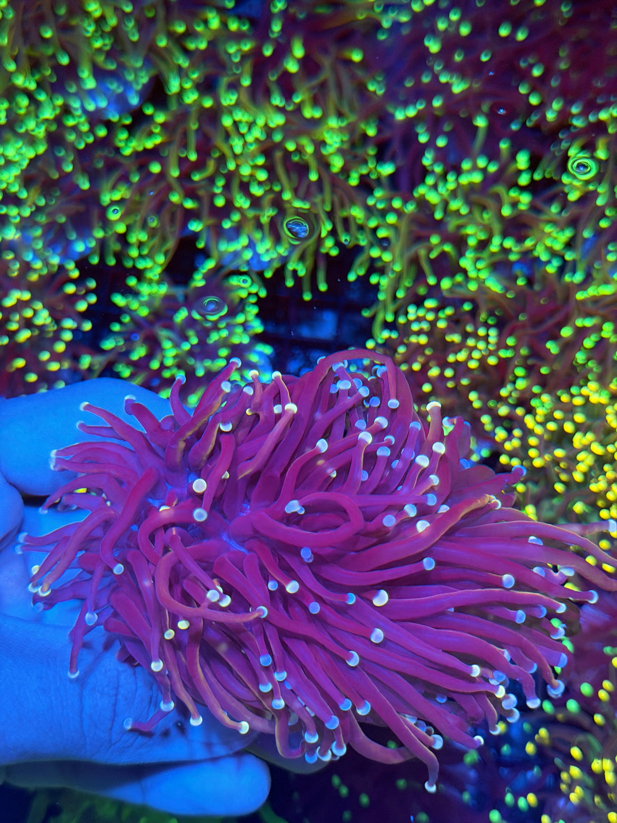 JEA Purple Rain Torch Coral 2 XXXL Heads Splitting Show Size 9/11