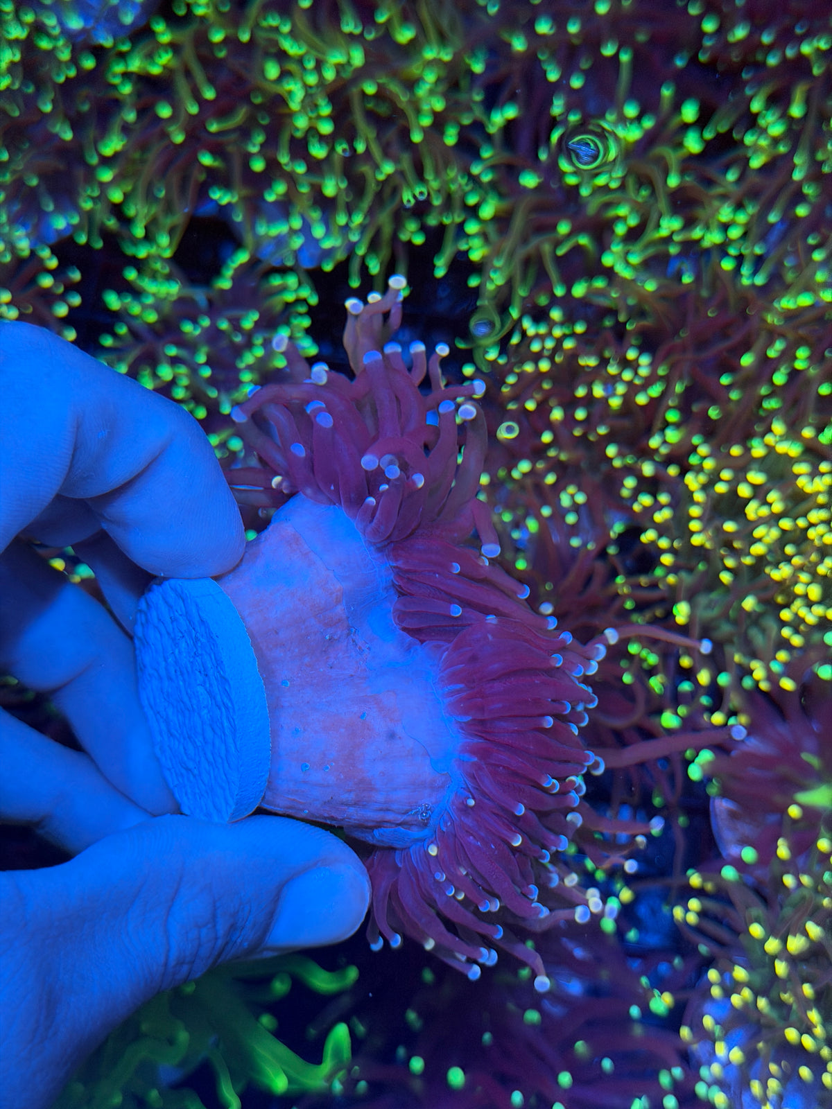 JEA Purple Rain Torch Coral 2 XXXL Heads Splitting Show Size 9/11