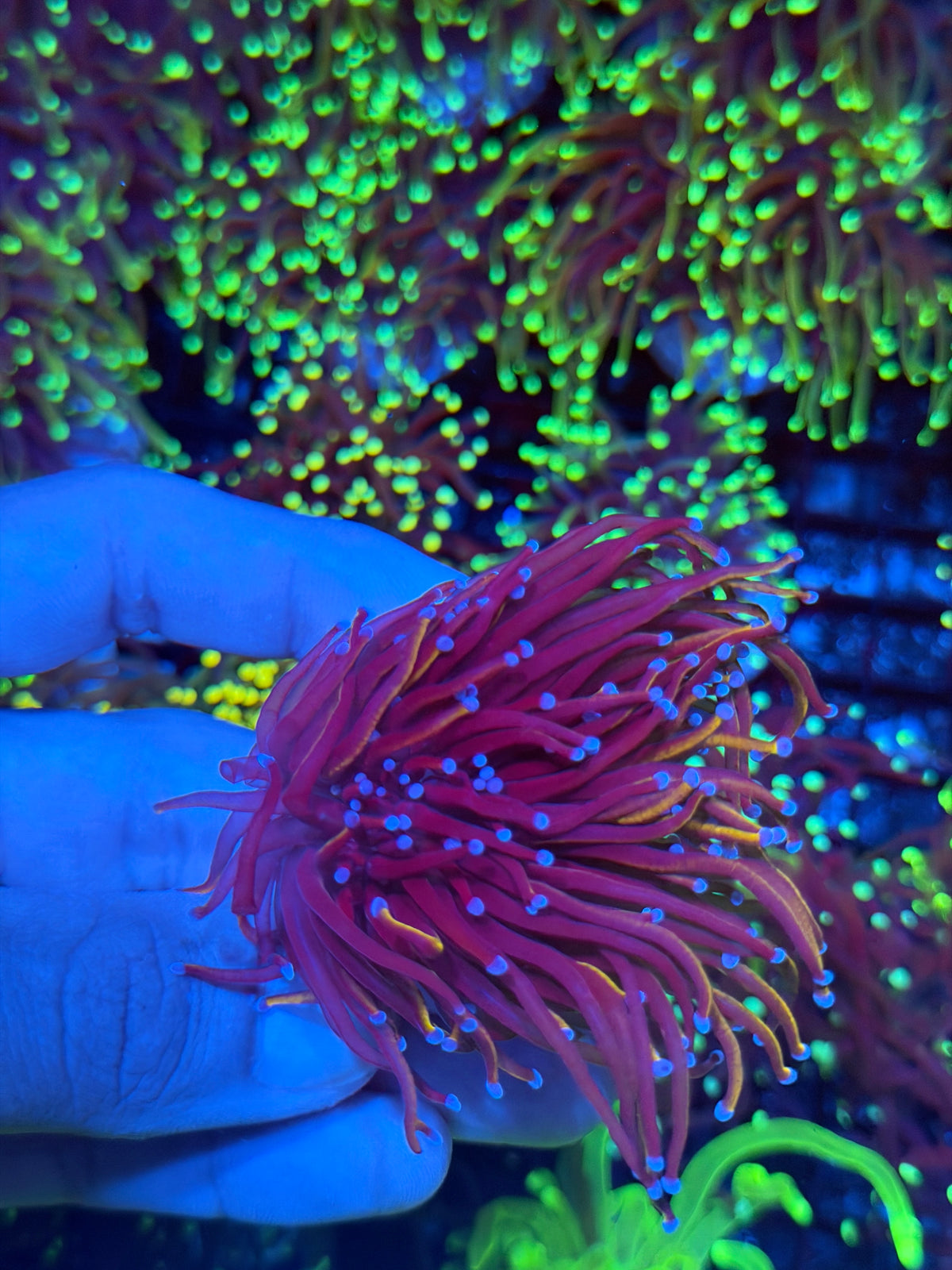 JEA Nightmare Torch Coral 2 heads Splitting XL 9/11