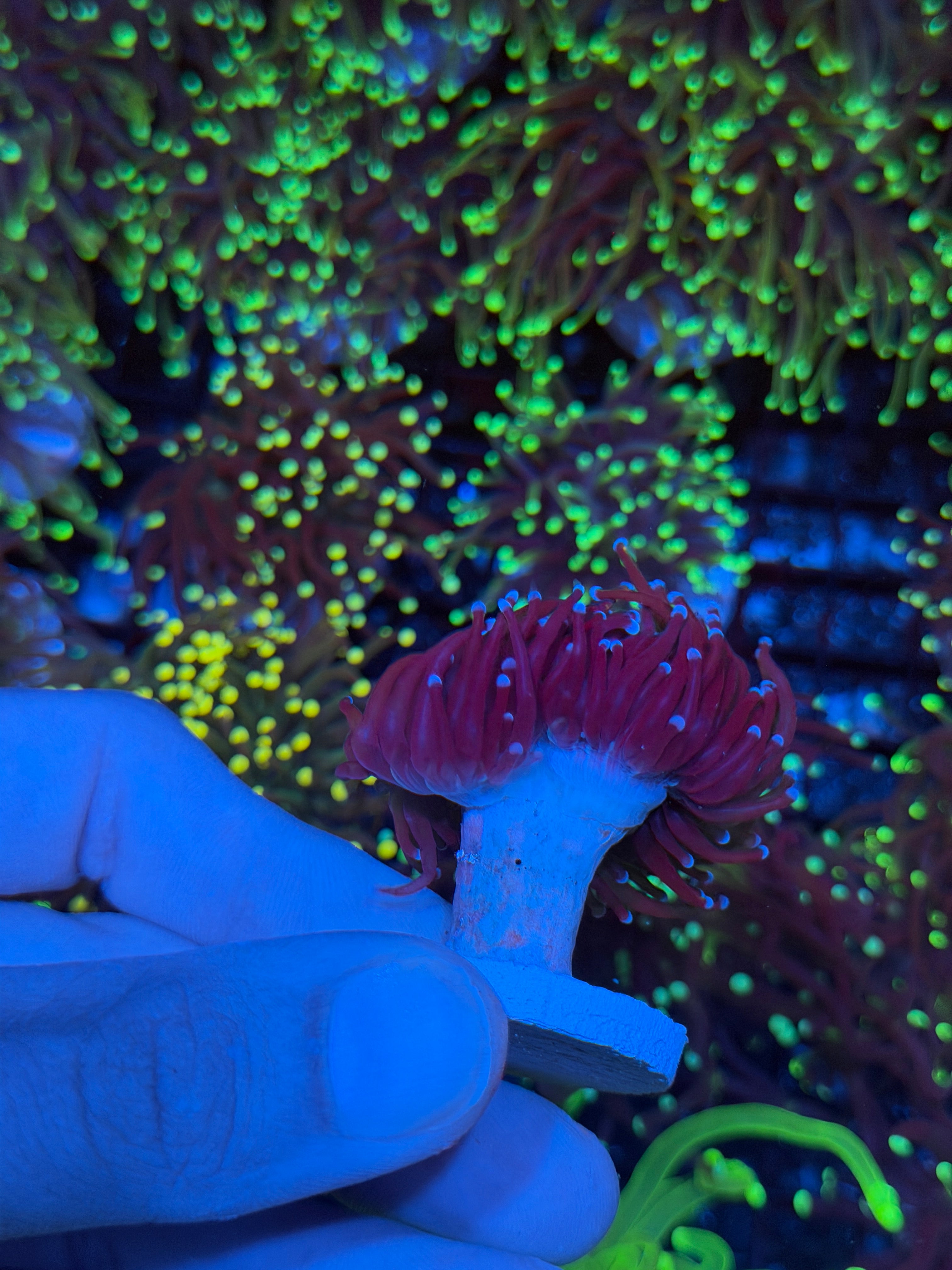 JEA Nightmare Torch Coral 2 heads Splitting XL 9/11