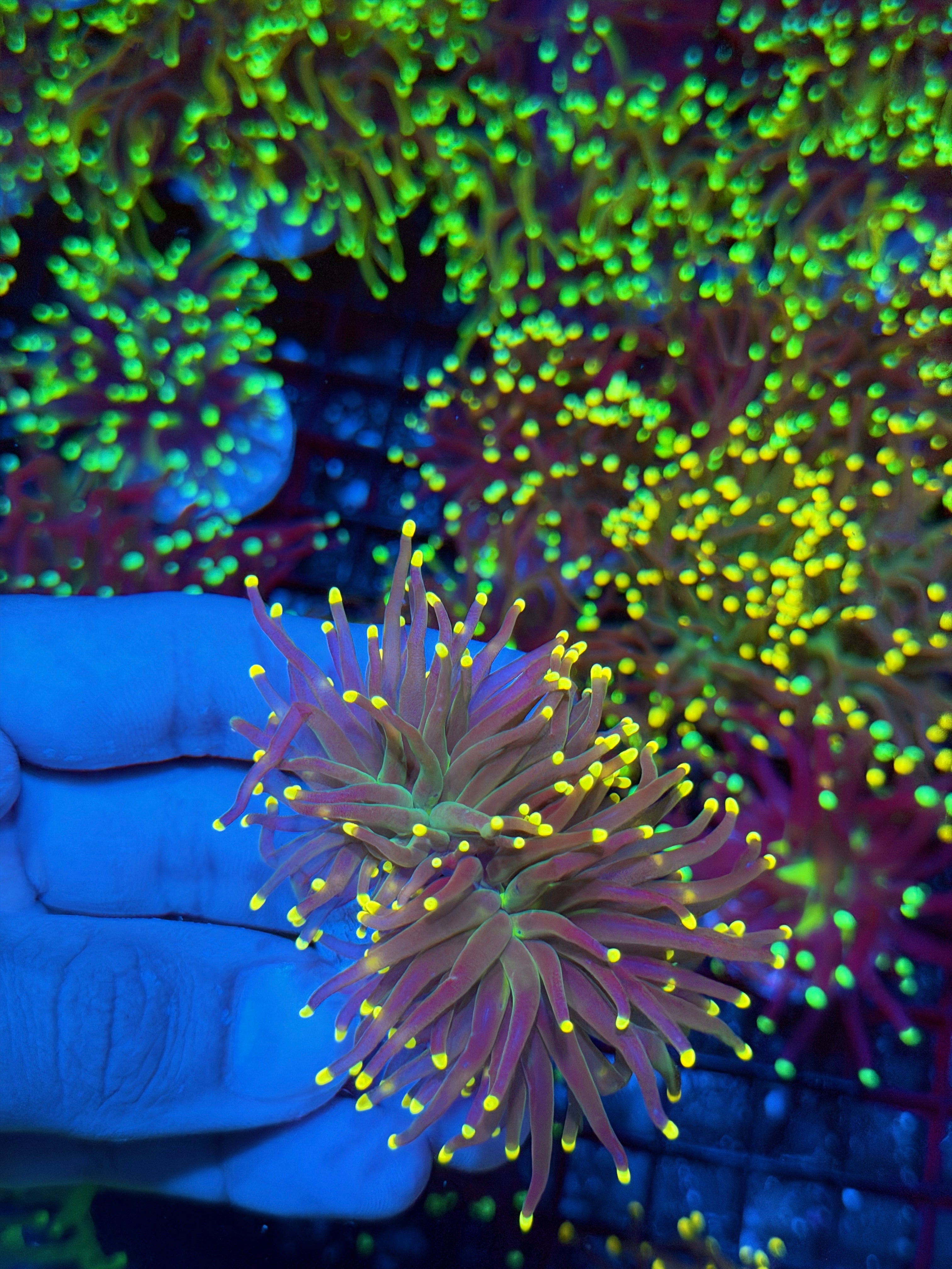 JEA Firefly Torch Coral 2 Heads XL 9/11