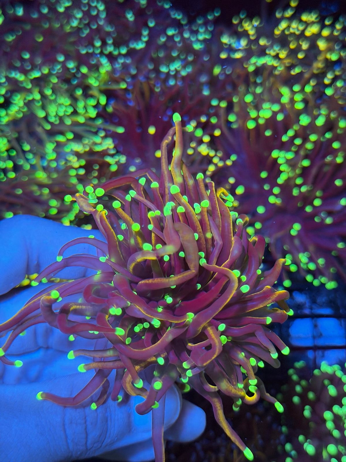 JEA Jester Torch Coral 2 Heads Splitting XL 9/11