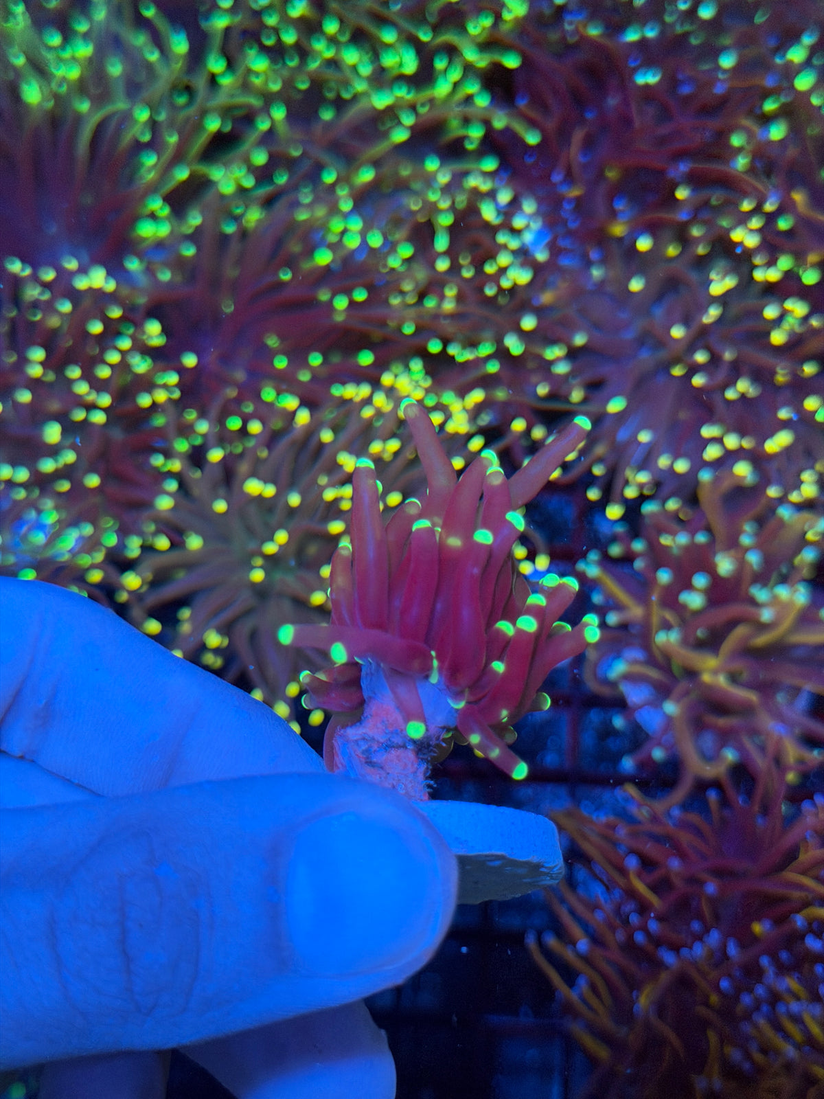 JEA Medusa Torch Coral 1 Head 9/11
