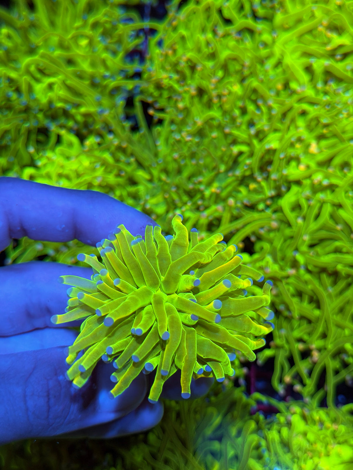 JEA Holy Grail Torch Coral 1 XXL Head BRIGHT 9/11