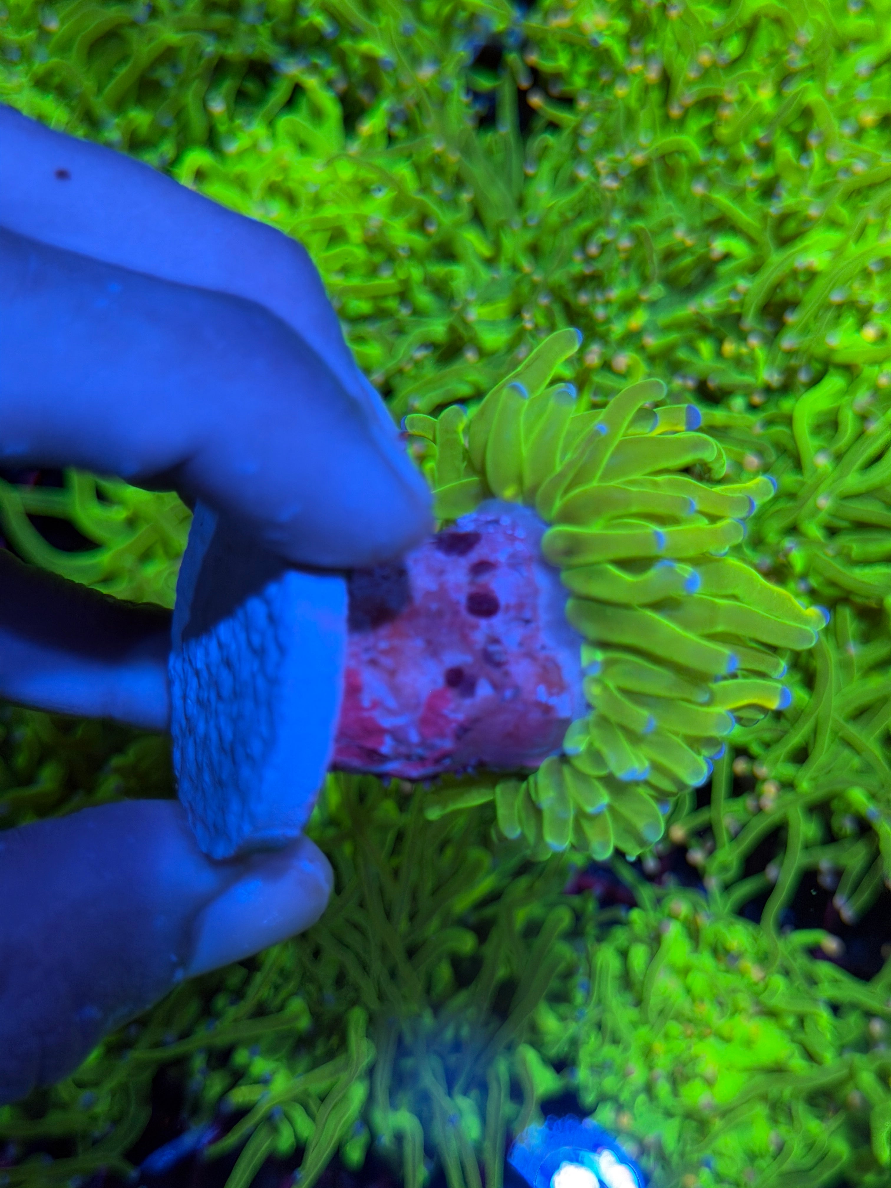JEA Holy Grail Torch Coral 1 XXL Head BRIGHT 9/11