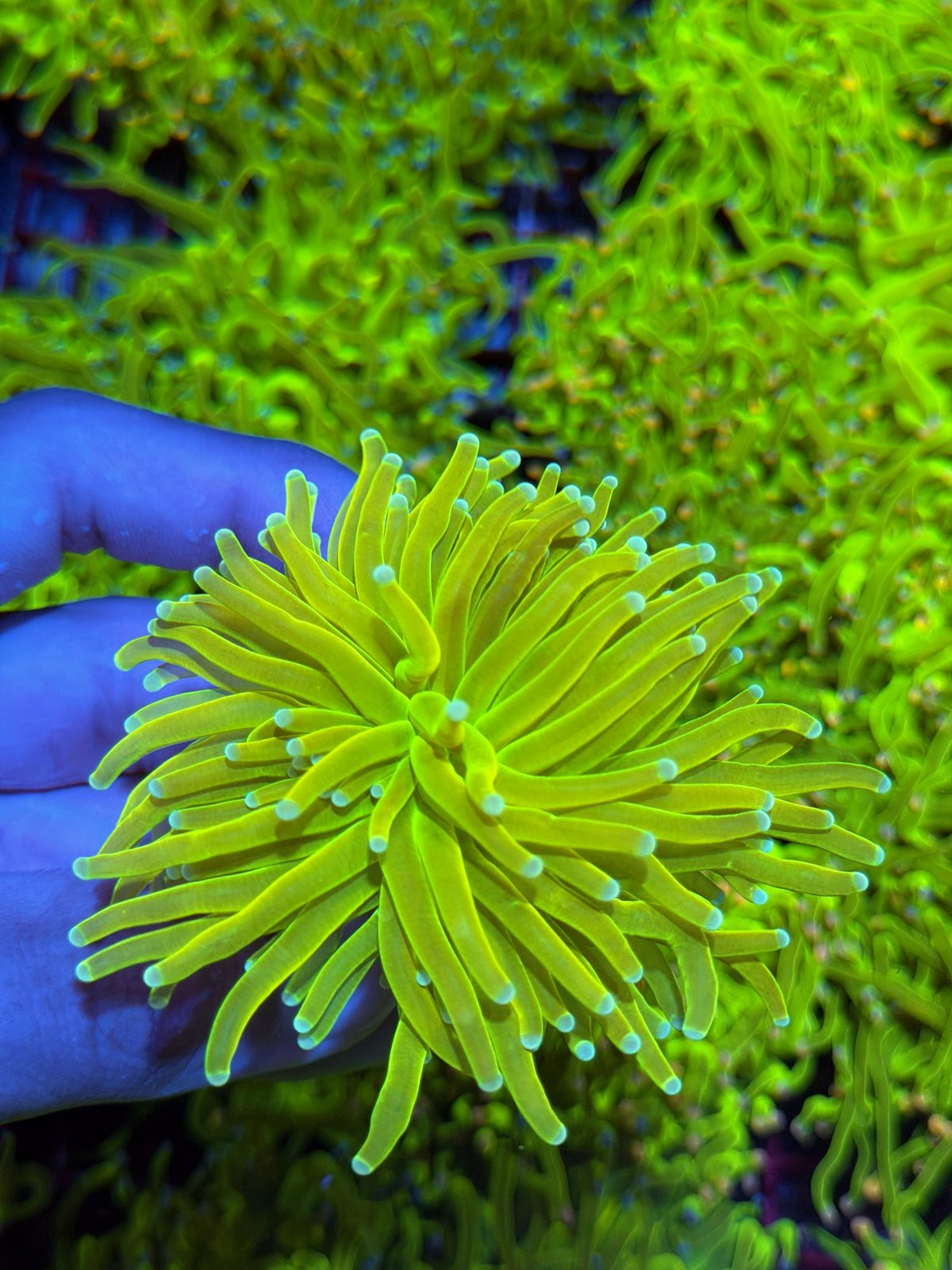 JEA White Widow Holy Grail Torch Coral 1 XXL Head BRIGHT 9/11
