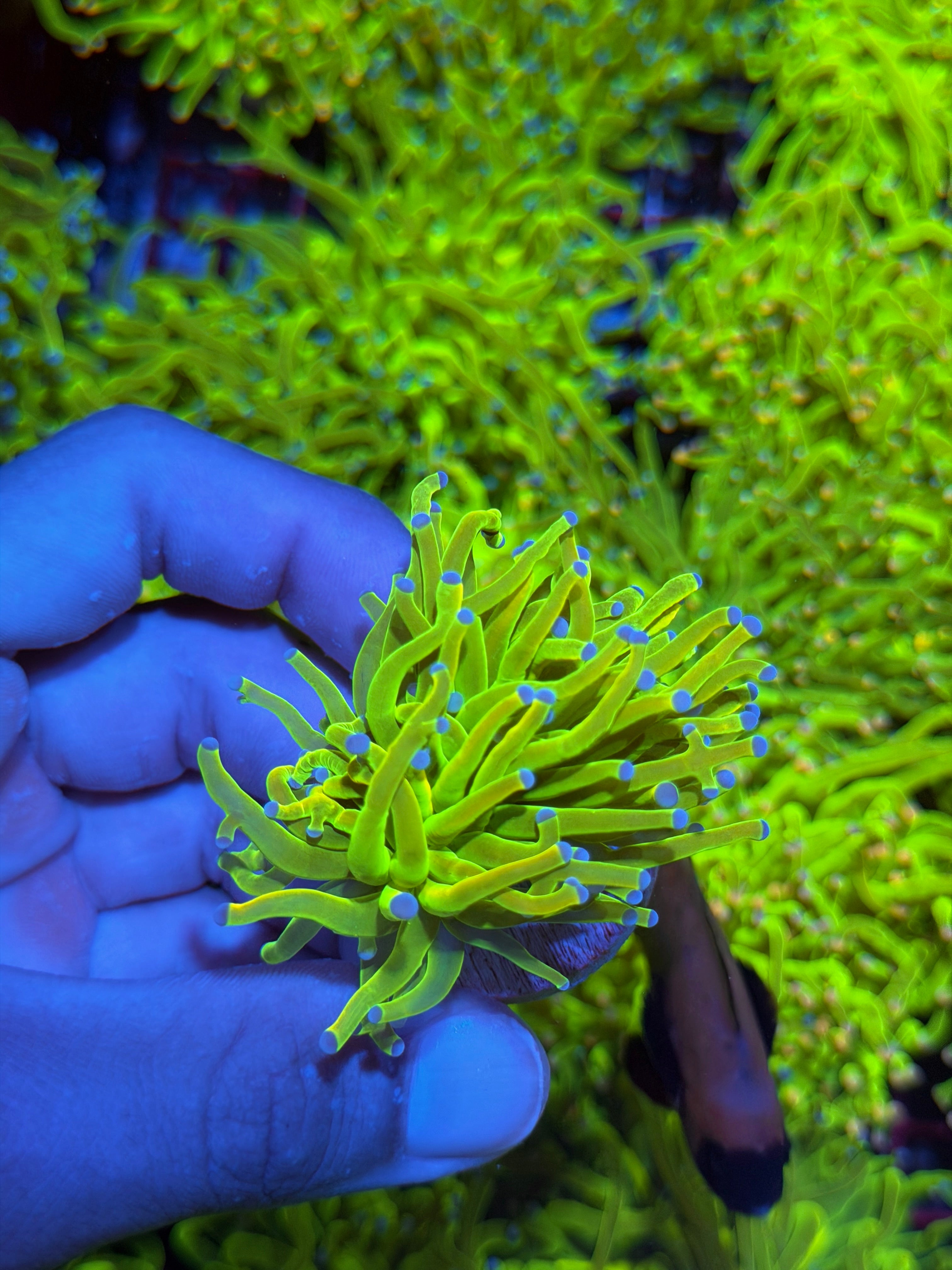 JEA Holy Grail Torch Coral 1 XL Head BRIGHT 9/11