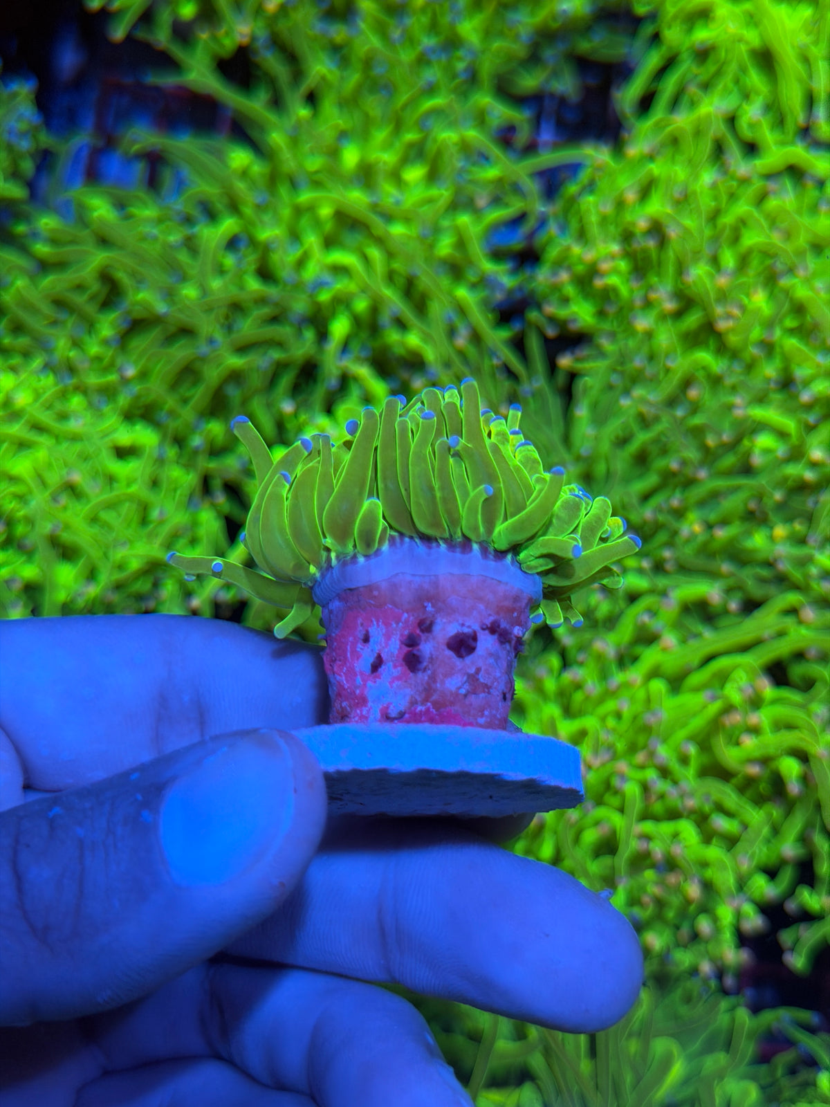 JEA Holy Grail Torch Coral 1 XL Head BRIGHT 9/11
