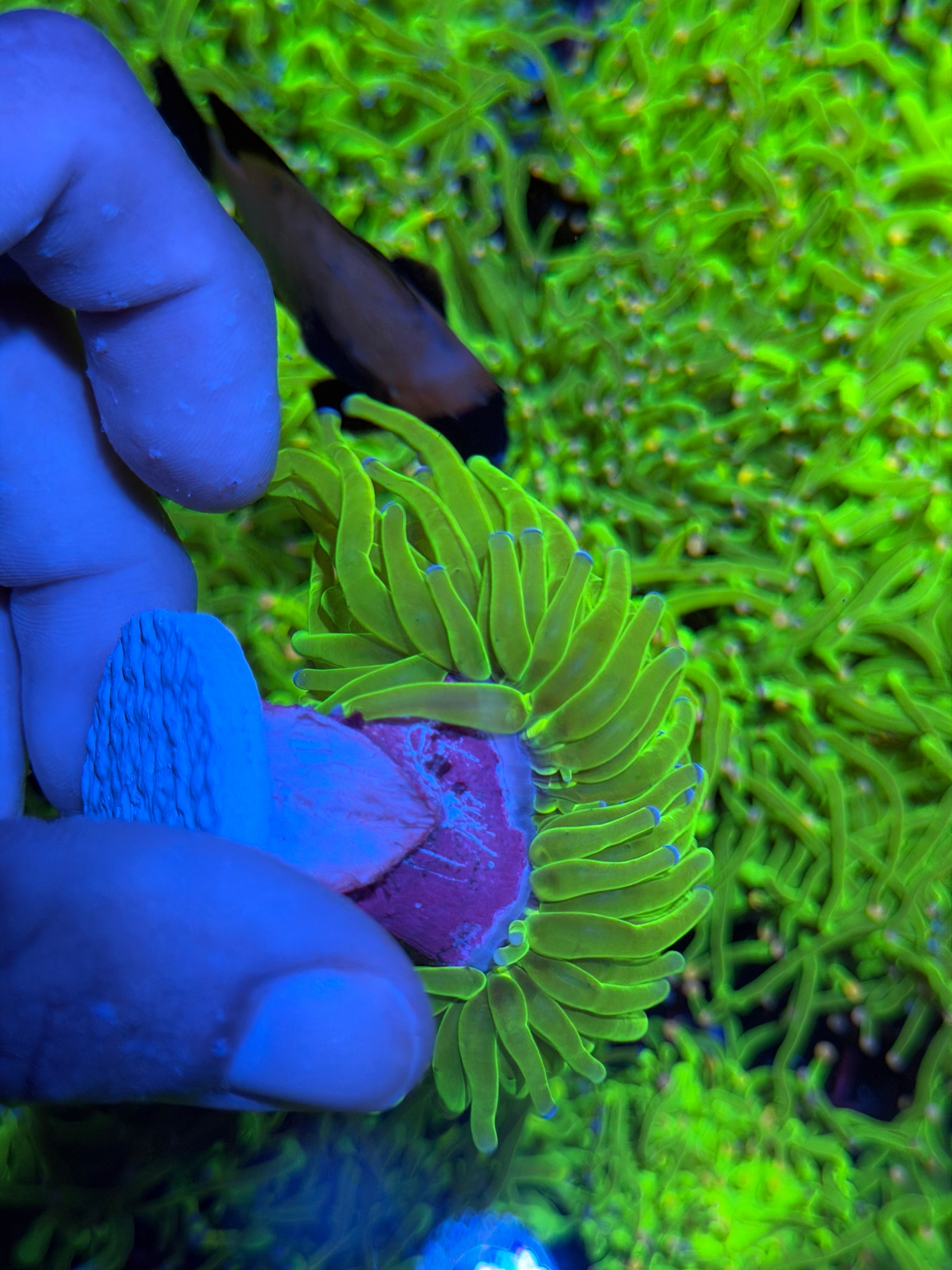 JEA 24K Holy Grail Torch Coral 1 XL Head 9/11