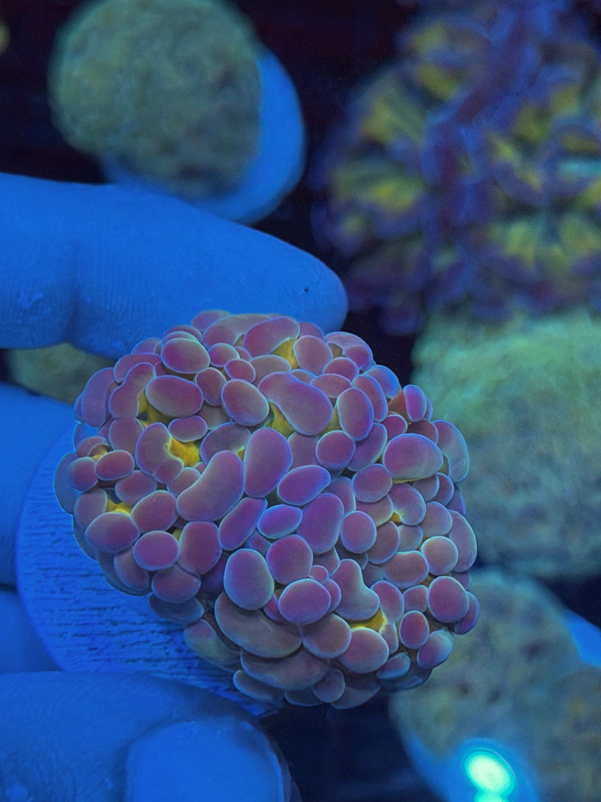 JEA Ultraviolet Hammer Coral 2 Heads New Release 9/11