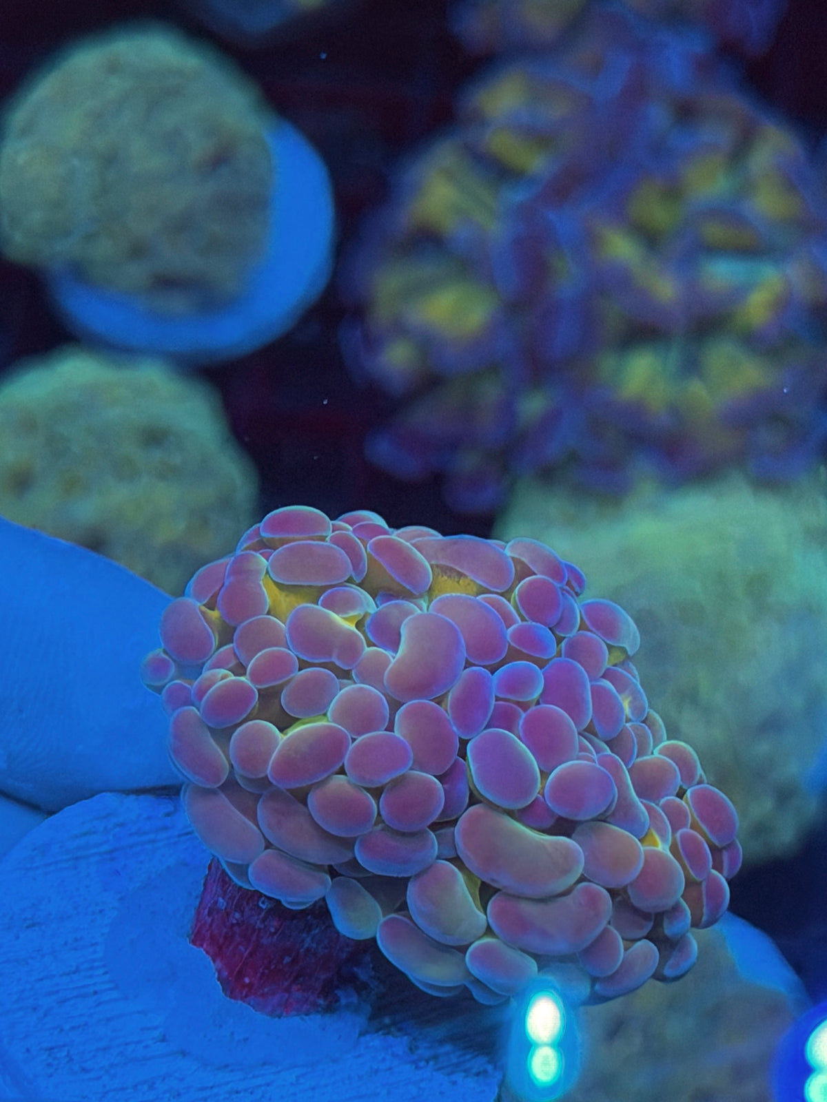 JEA Ultraviolet Hammer Coral 2 Heads New Release 9/11