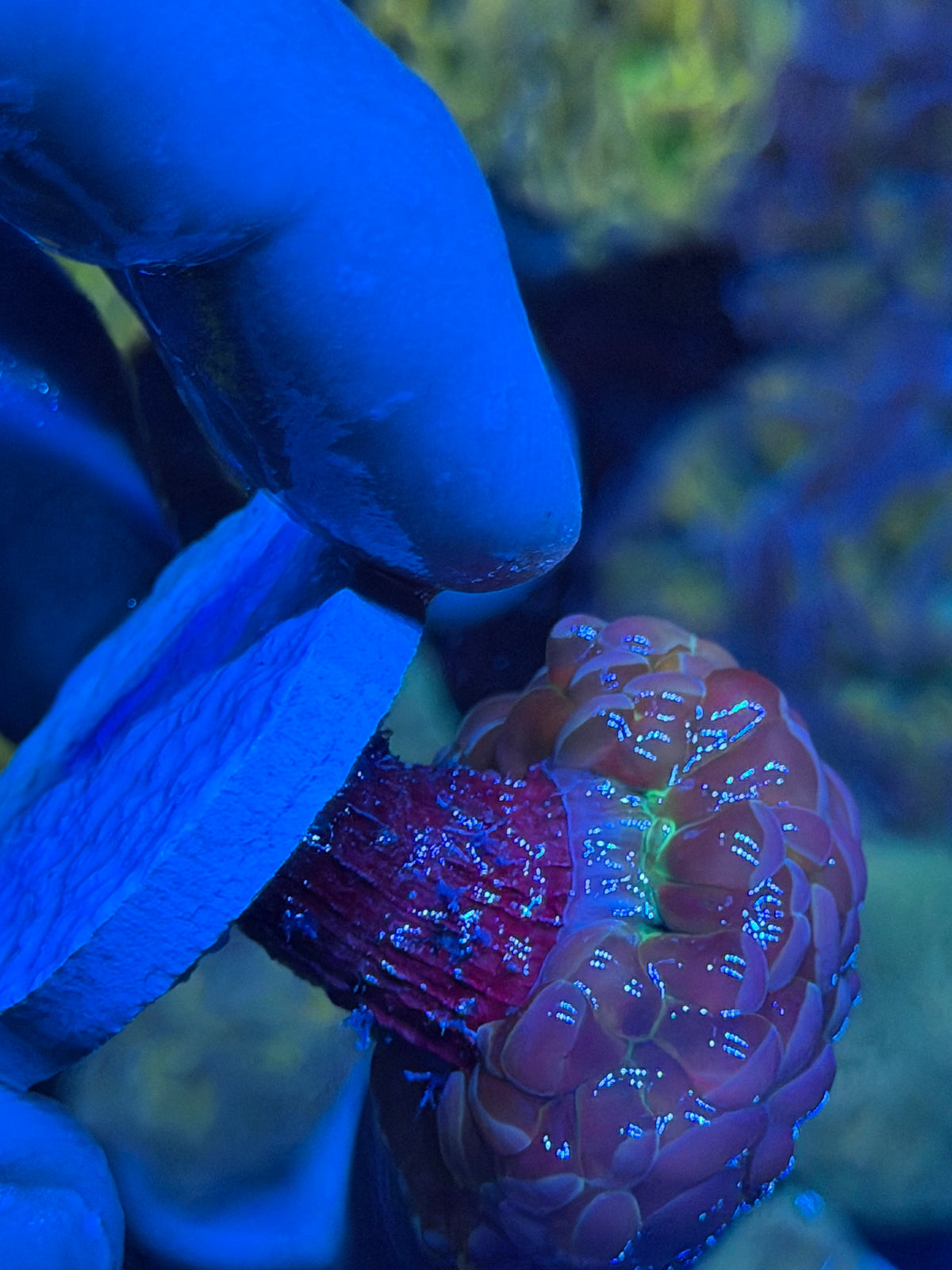 JEA Ultraviolet Hammer Coral 2 Heads New Release 9/11