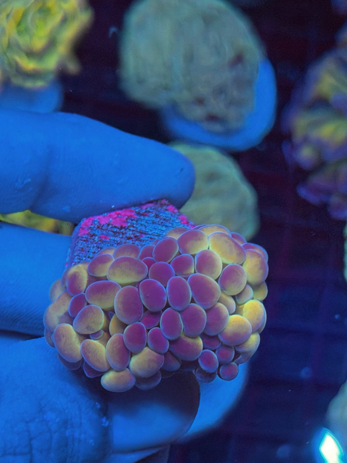 JEA Orange Holo Hammer Coral 2 Heads 9/11