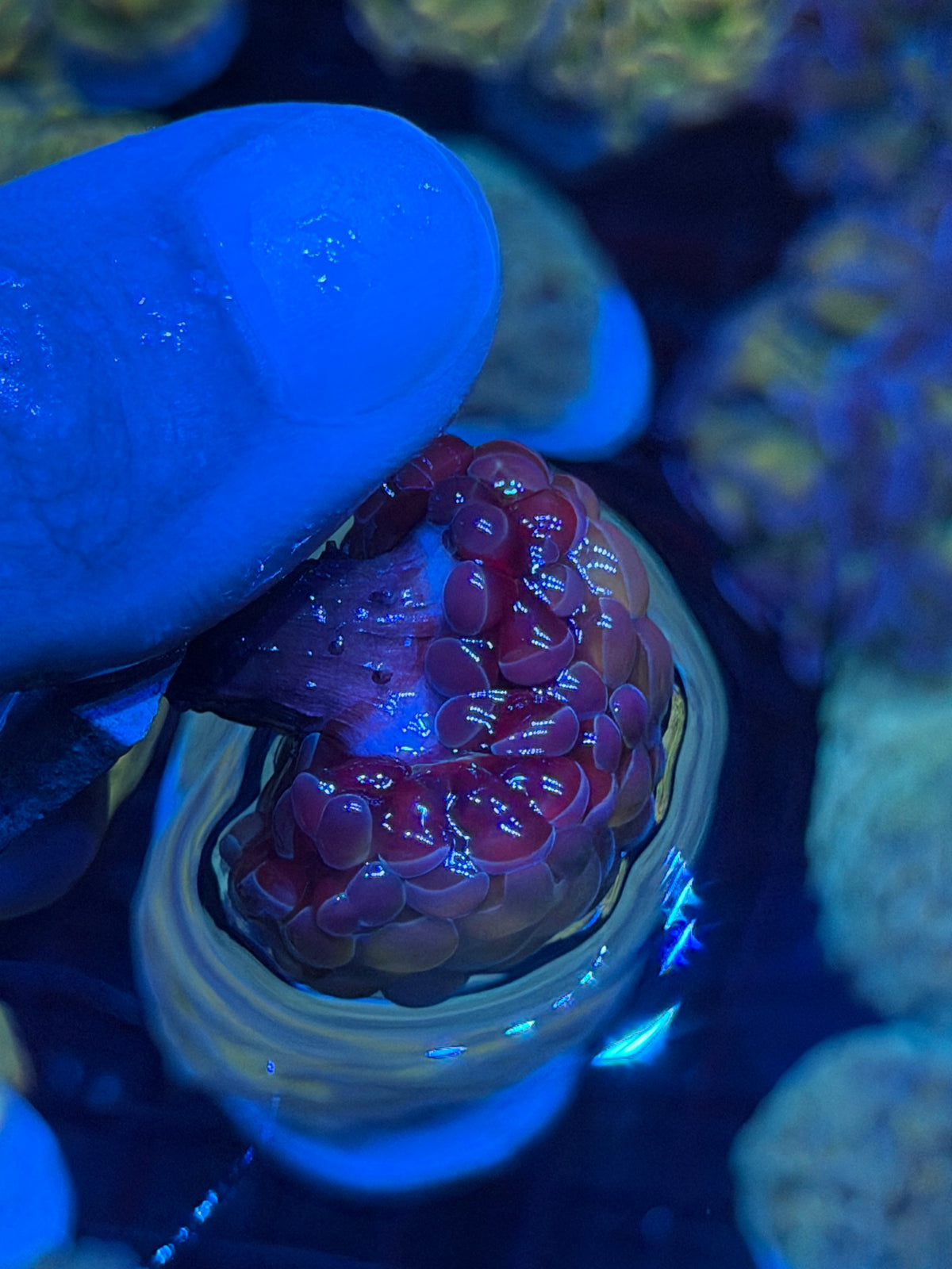 JEA Orange Holo Hammer Coral 2 Heads 9/11