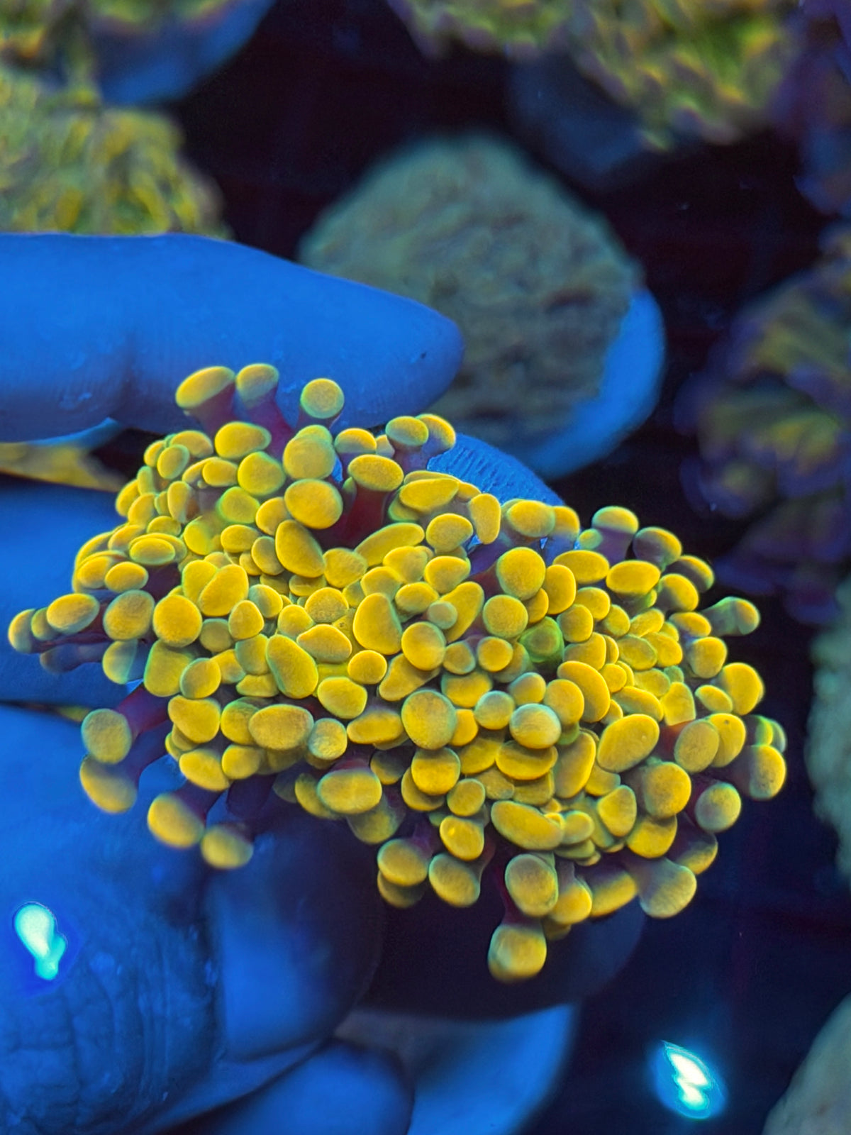 JEA Holy Grail Hammer Coral 2 Heads XXL BRIGHT 9/11