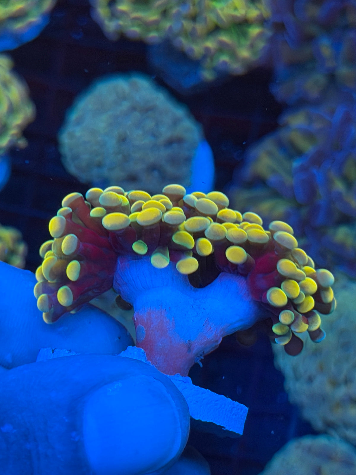 JEA Holy Grail Hammer Coral 2 Heads XXL BRIGHT 9/11