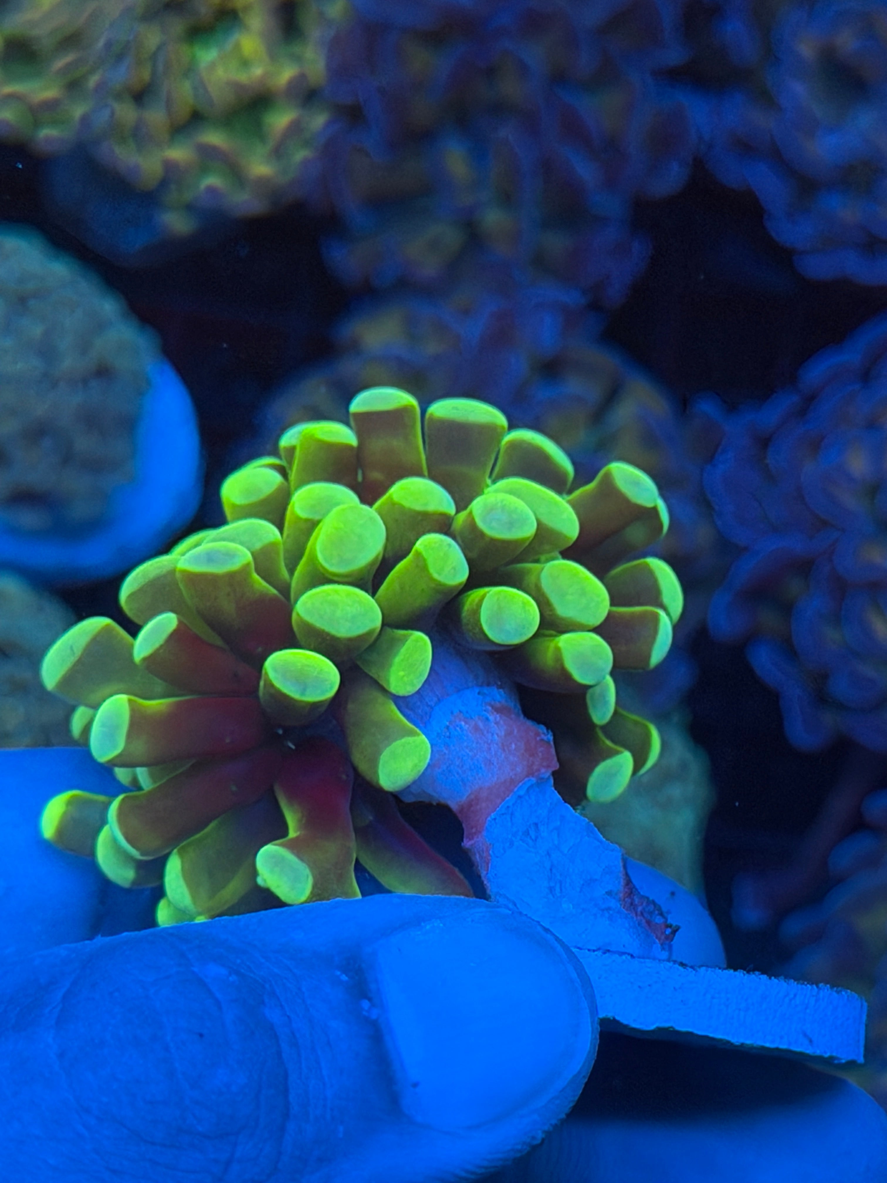JEA Banana Hammer Coral 1 XXL Head Bright *Only Frag Available* 9/11